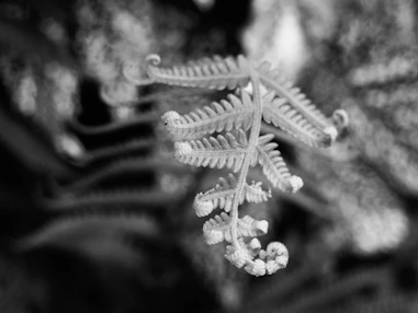 A delicate fern frond unfurling in black and white.