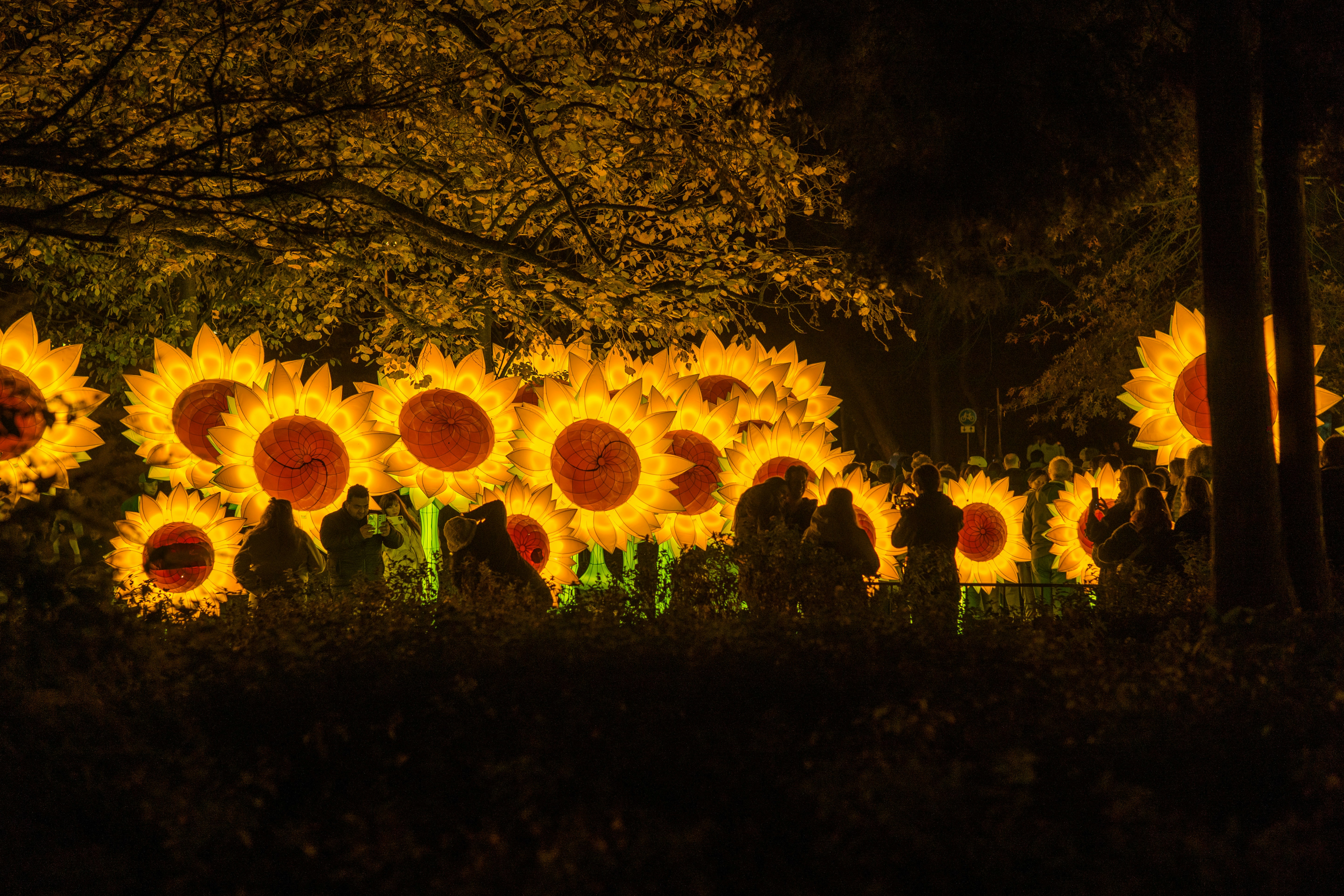 Illuminated sunflowers glow brightly in a dark forest setting.