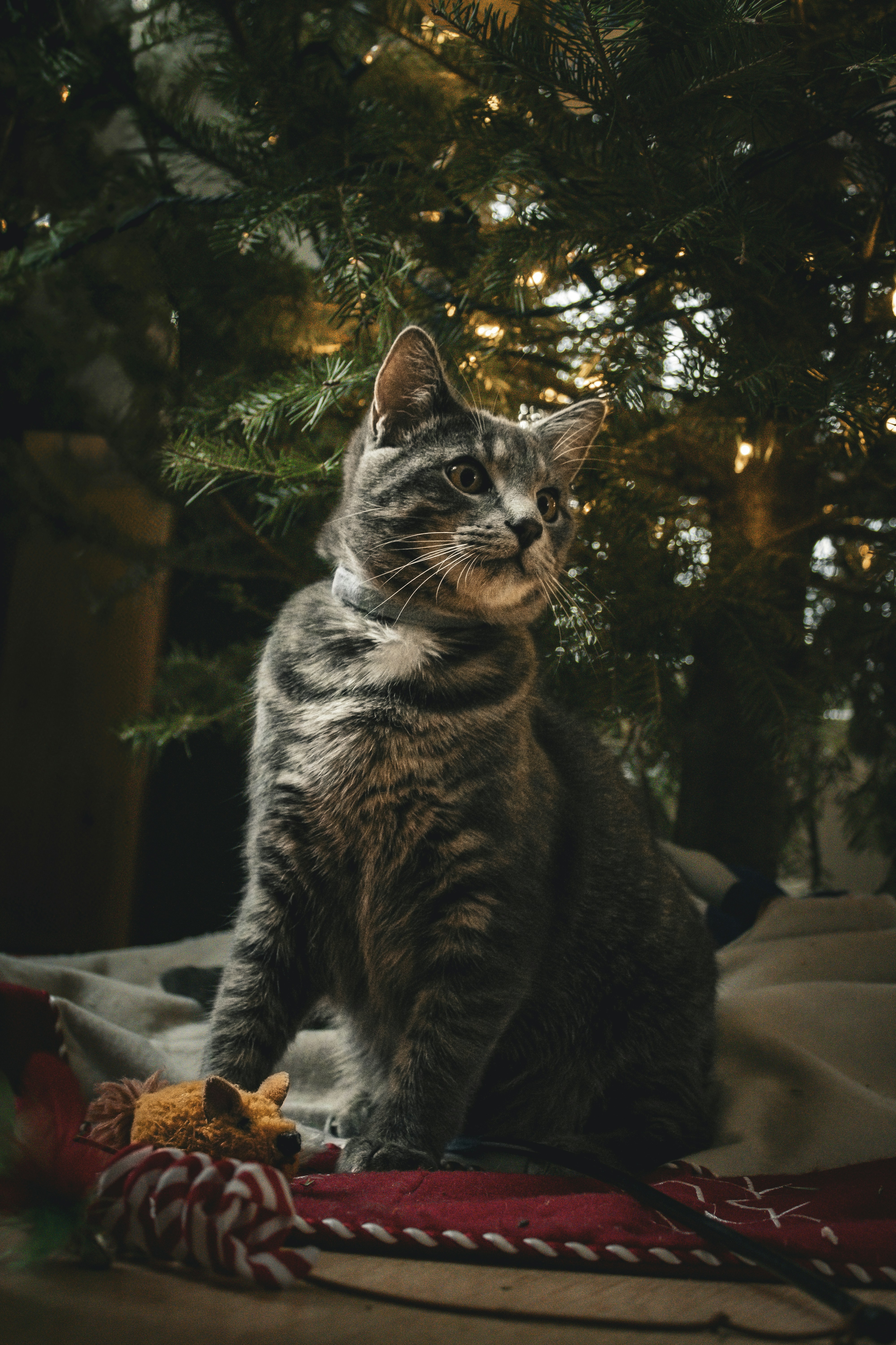A tabby cat sits near a christmas tree.