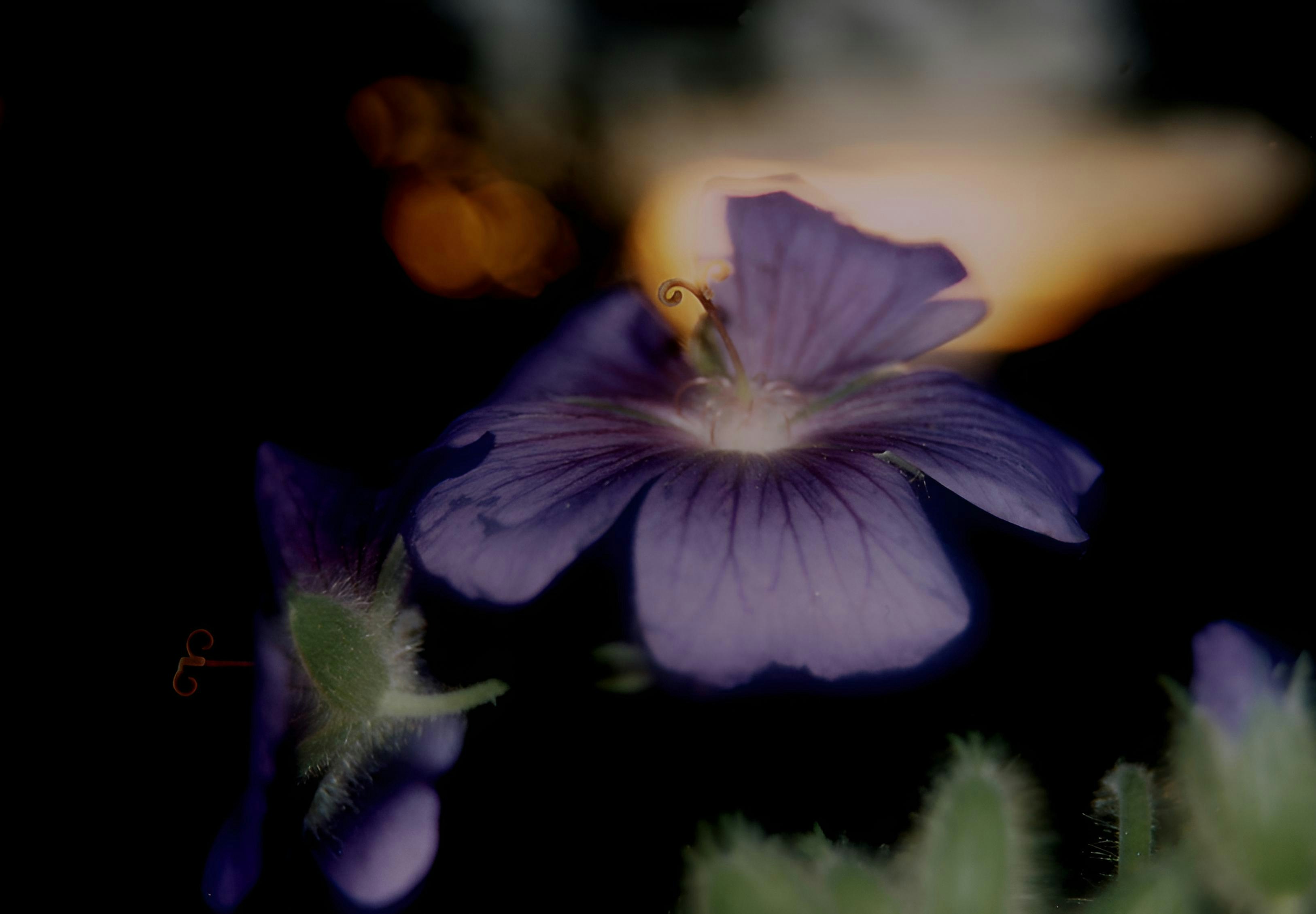 Photo by nikodemus777