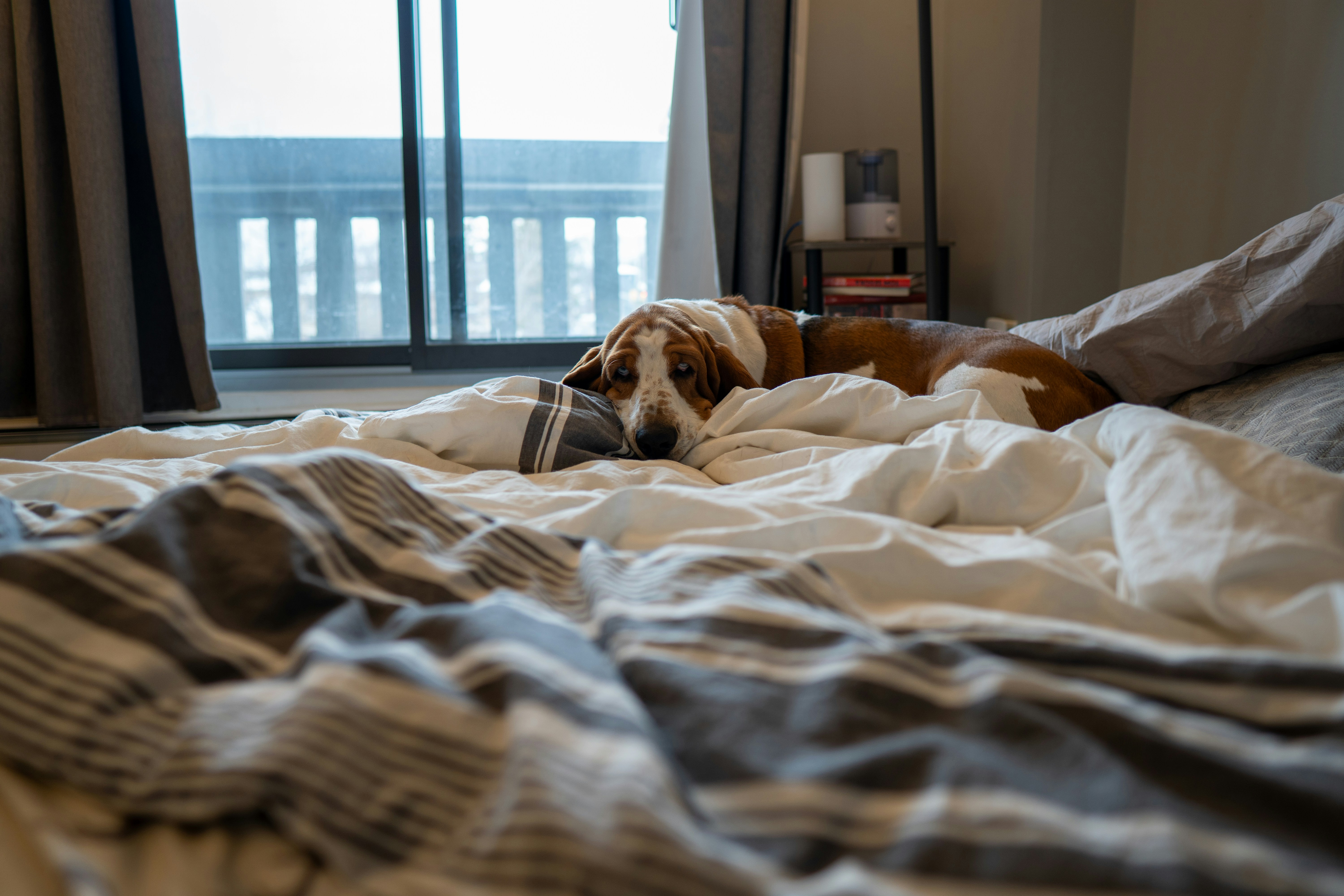 Golden retriever sitting peacefully indoors by a window with natural light