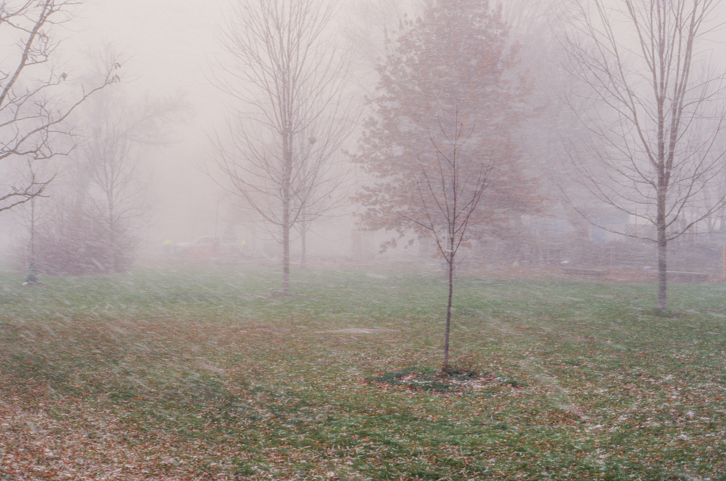 Bare trees stand in a foggy, grassy field.