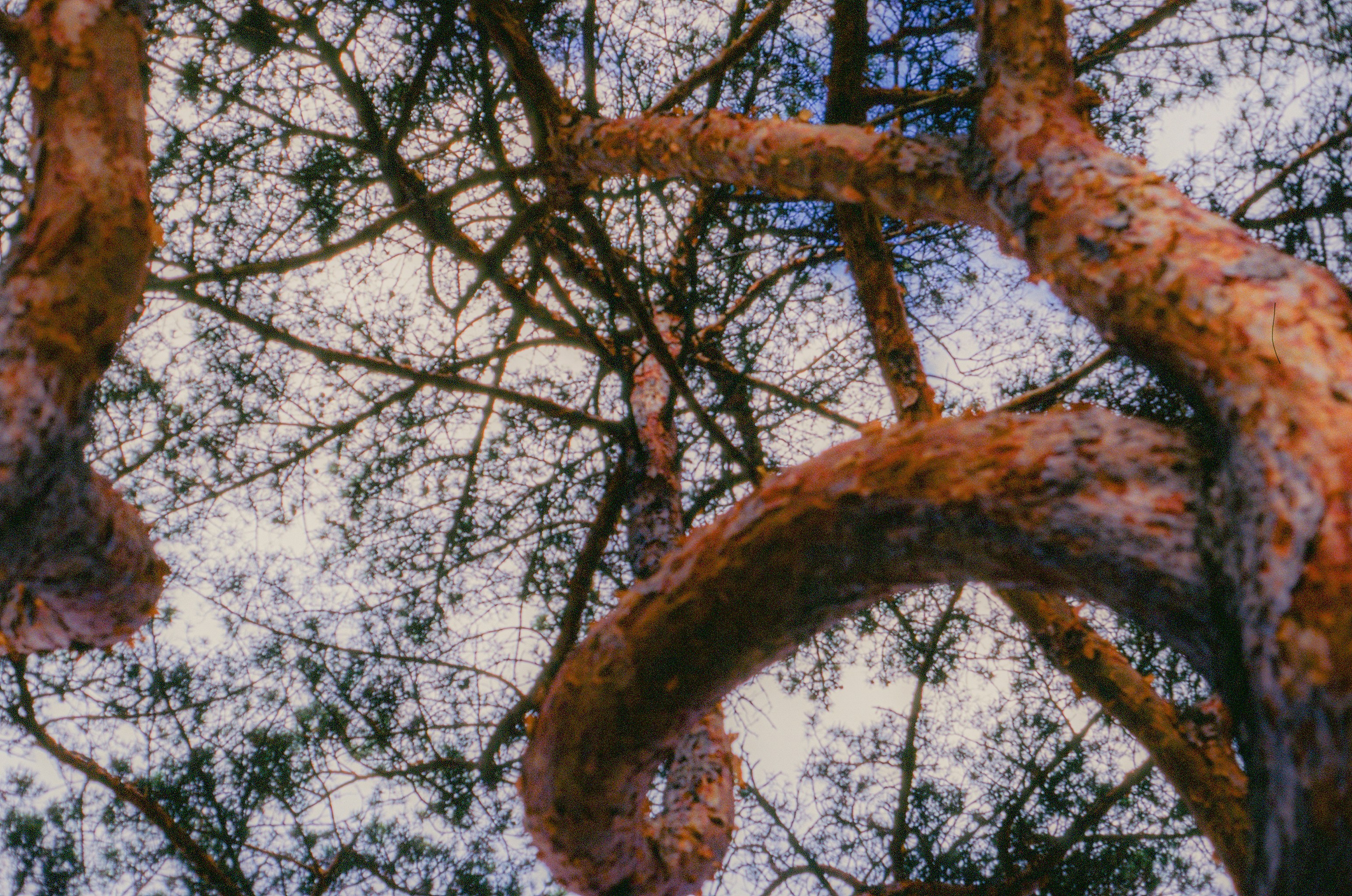 Twisted pine tree branches against a cloudy sky