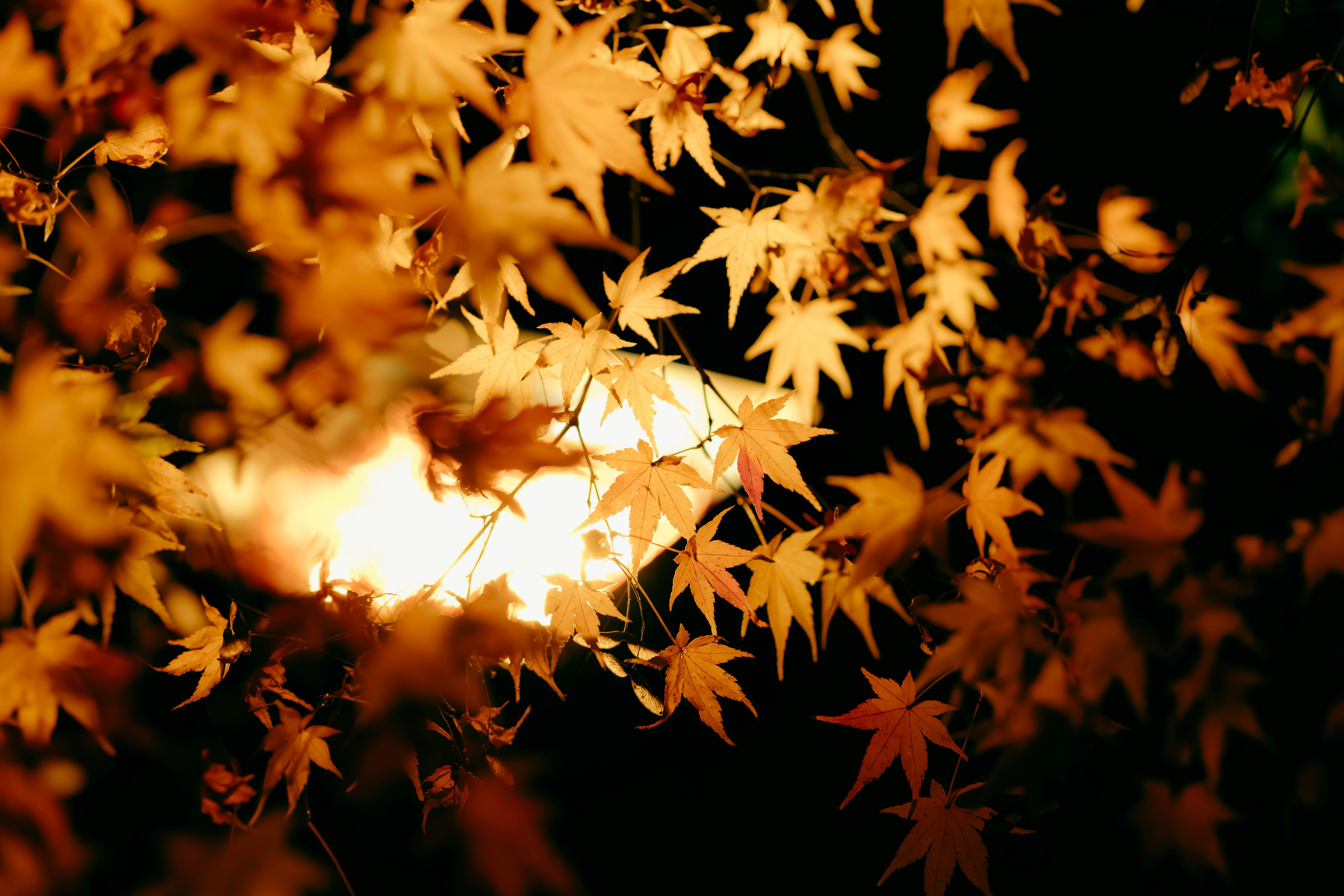 Folhas douradas de outono iluminadas por uma luz quente.