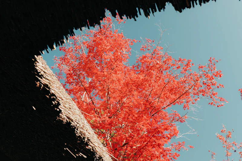 Autumn in Japan: Foliage, Food & Seasonal Experiences