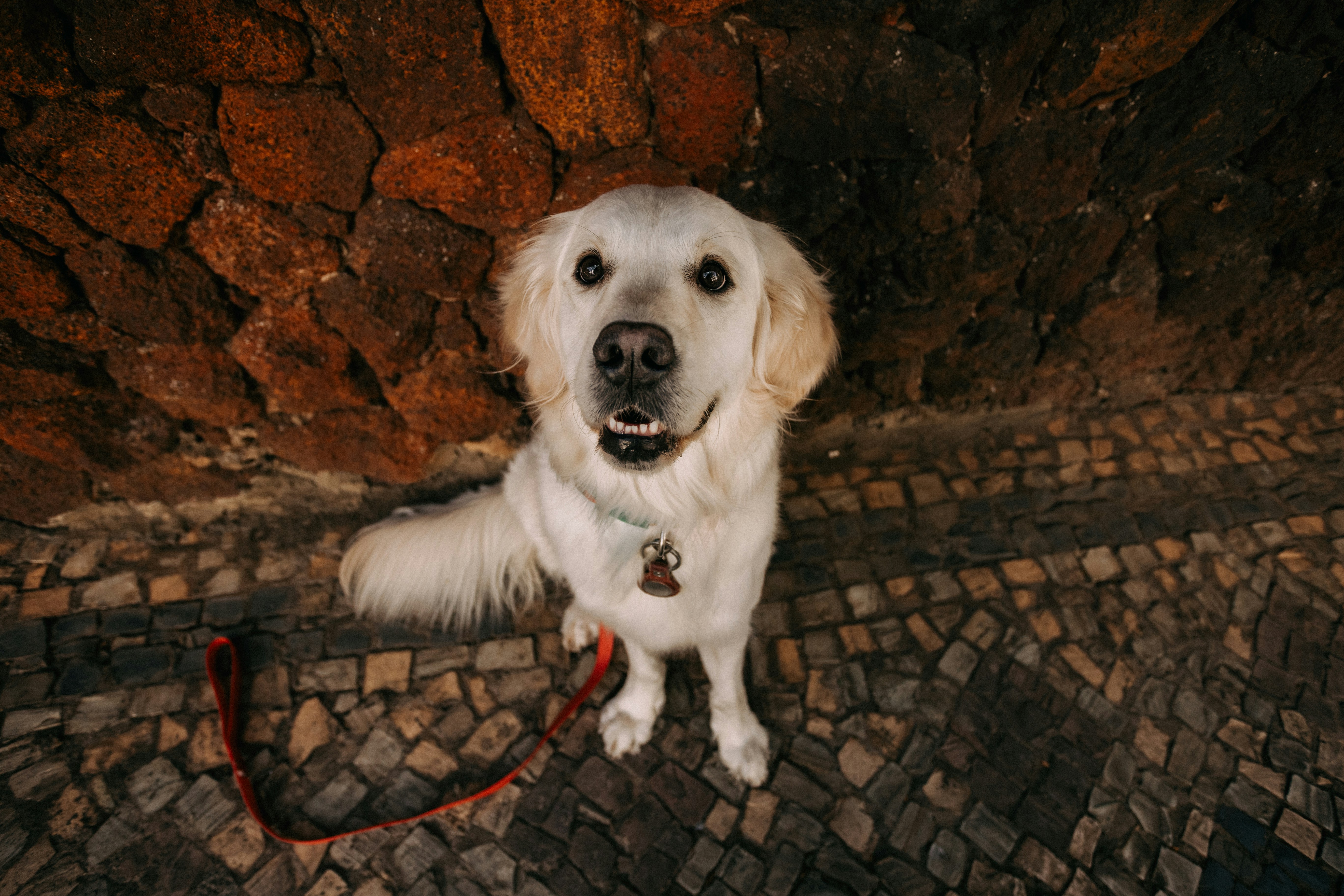 A happy golden retriever sits on a cobblestone path.