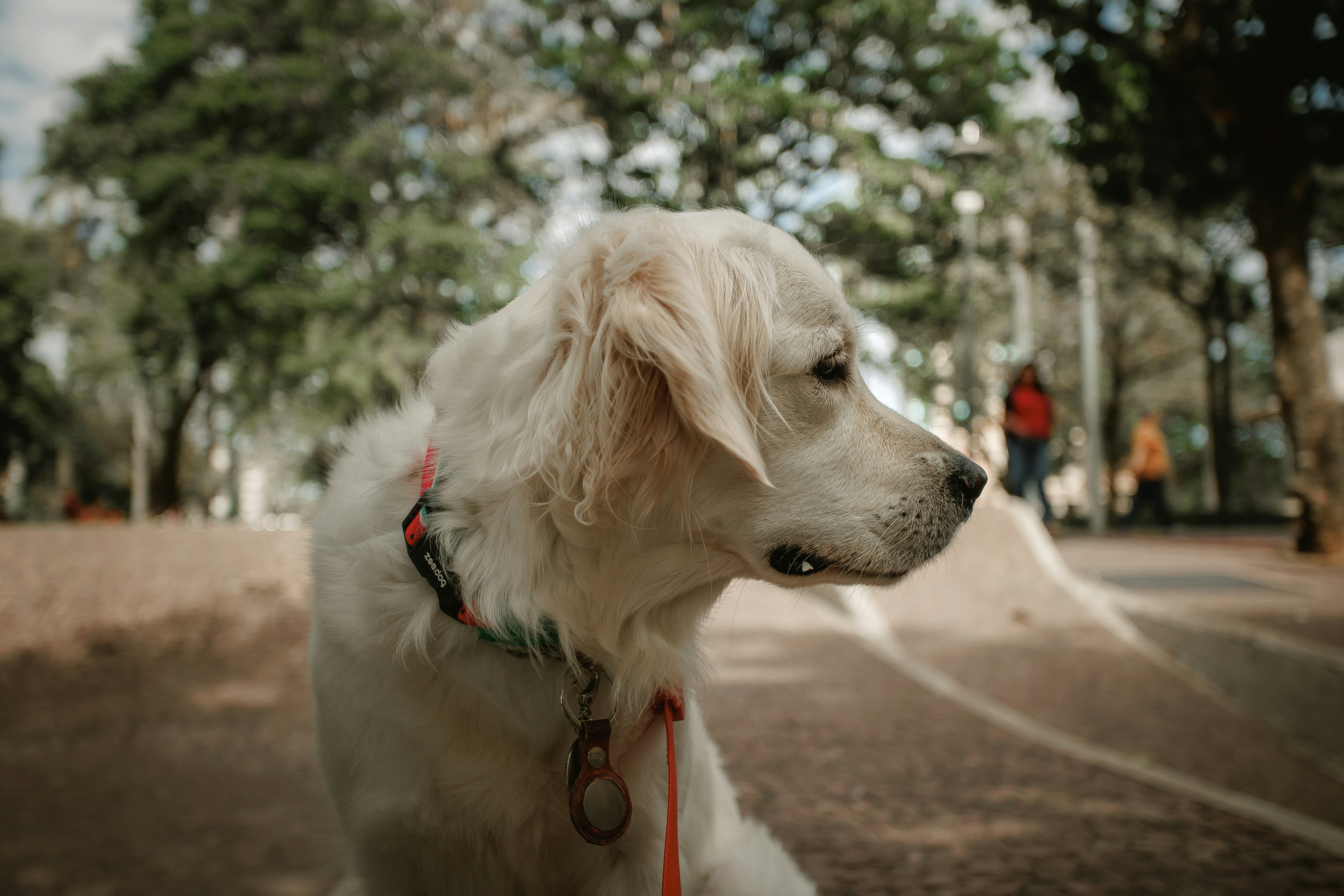 A white dog sits outdoors in a park.