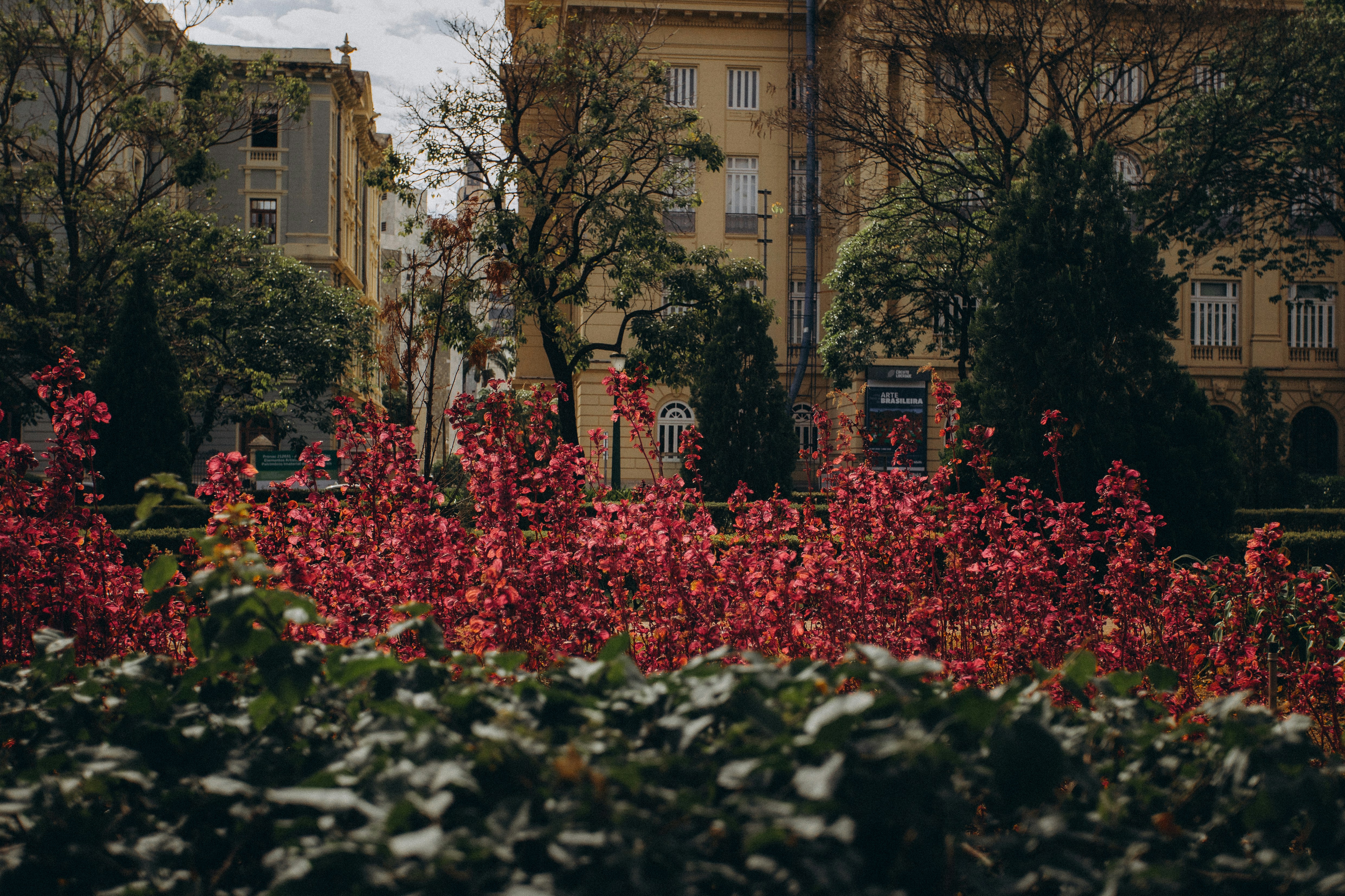 Red flowers blooming in a park with buildings behind
