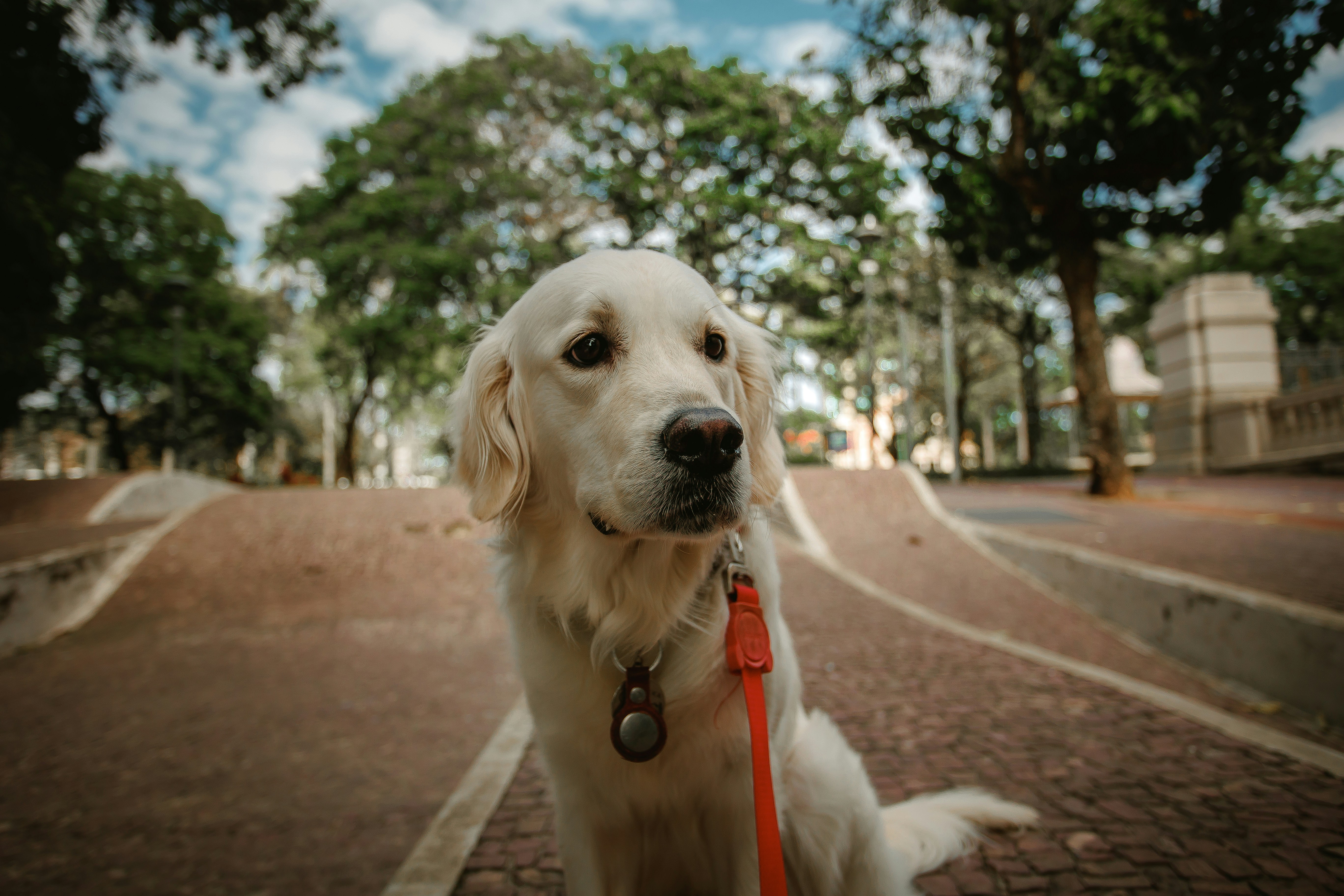 A golden retriever sits on a path outdoors.