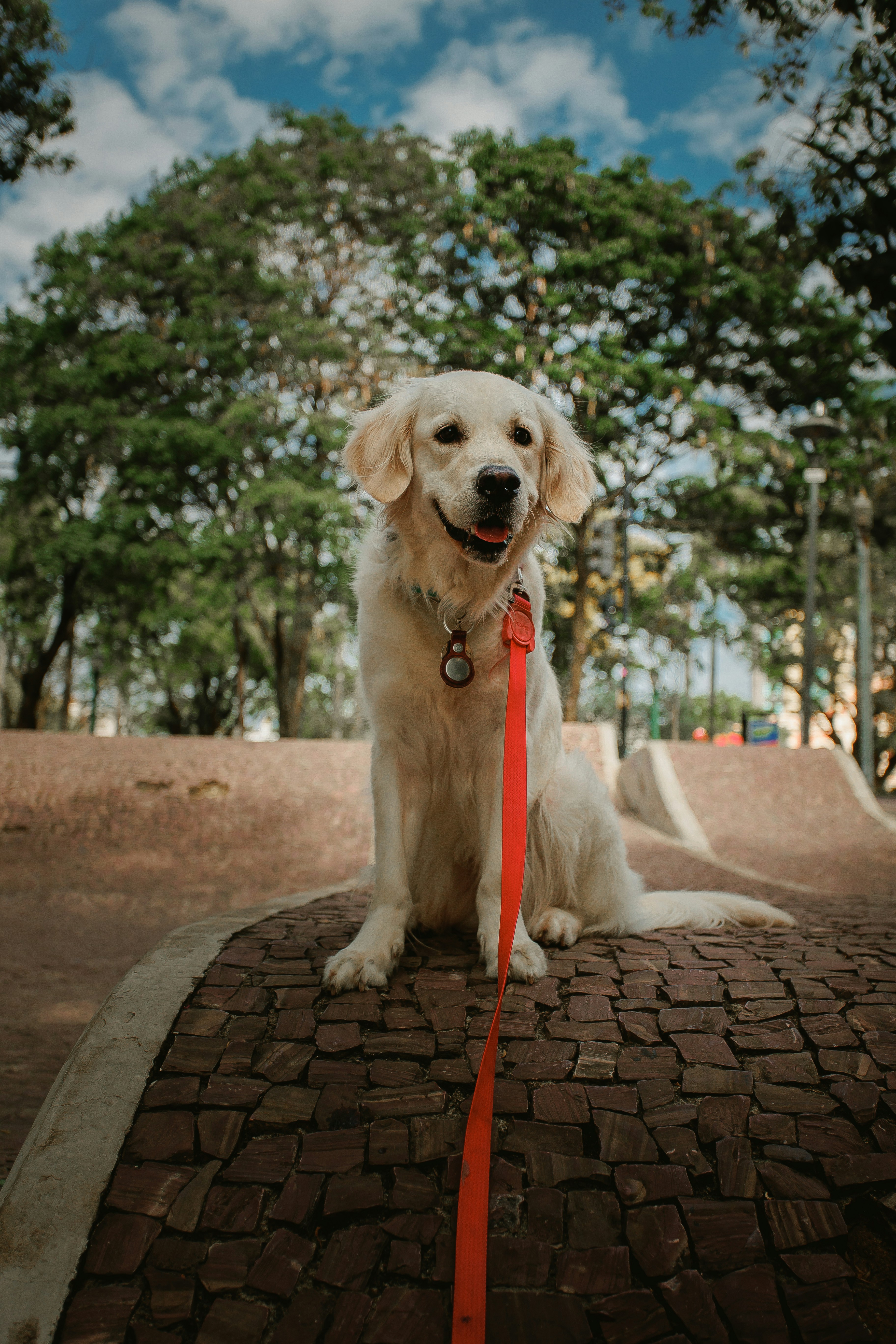 A happy golden retriever sits on a stone surface