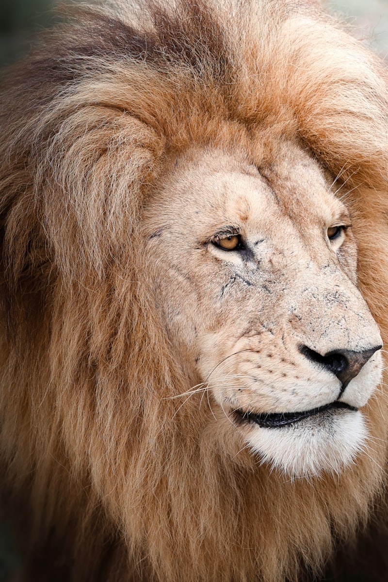 Male Lion