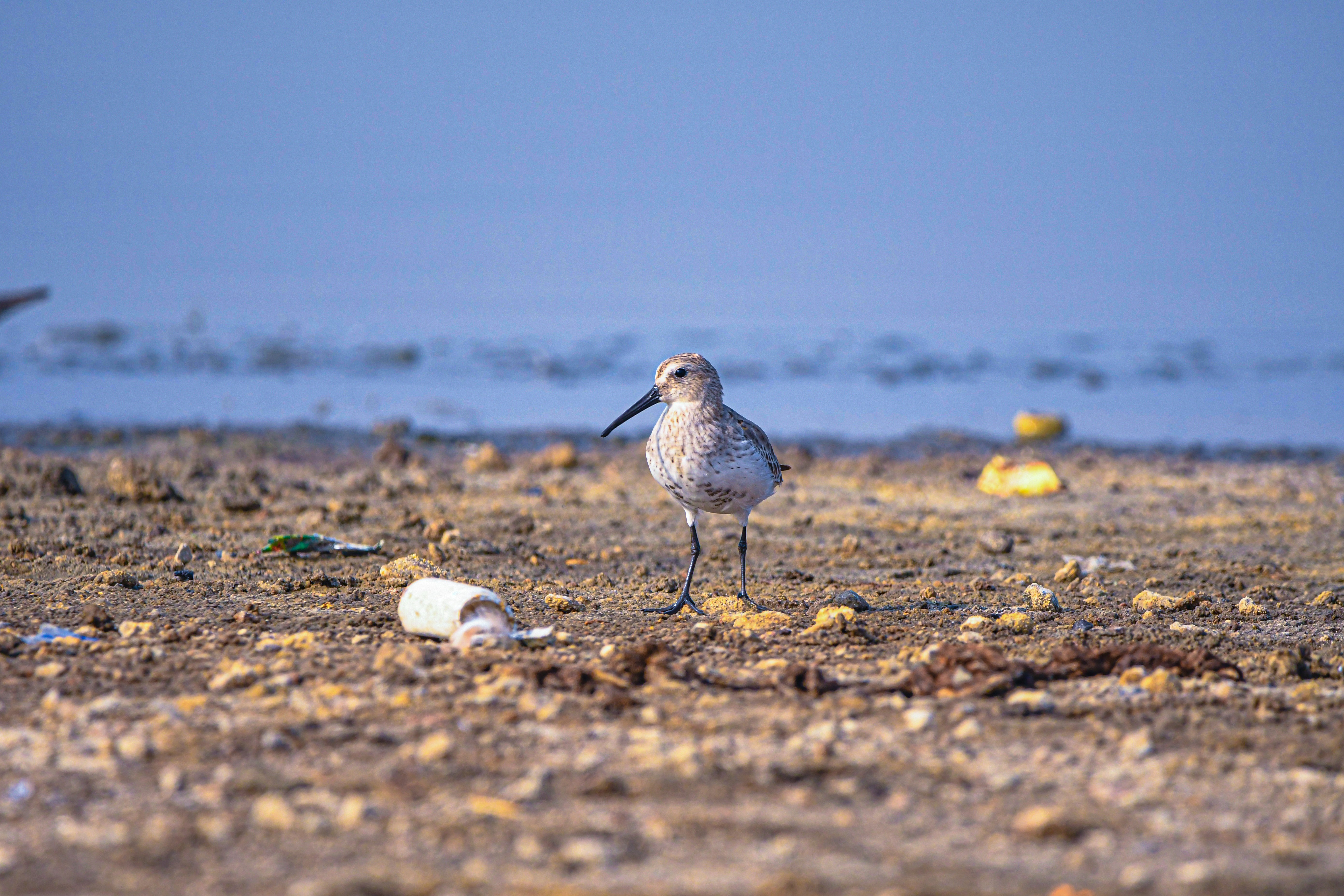 A sandpiper bird stands on a rocky shore near water.