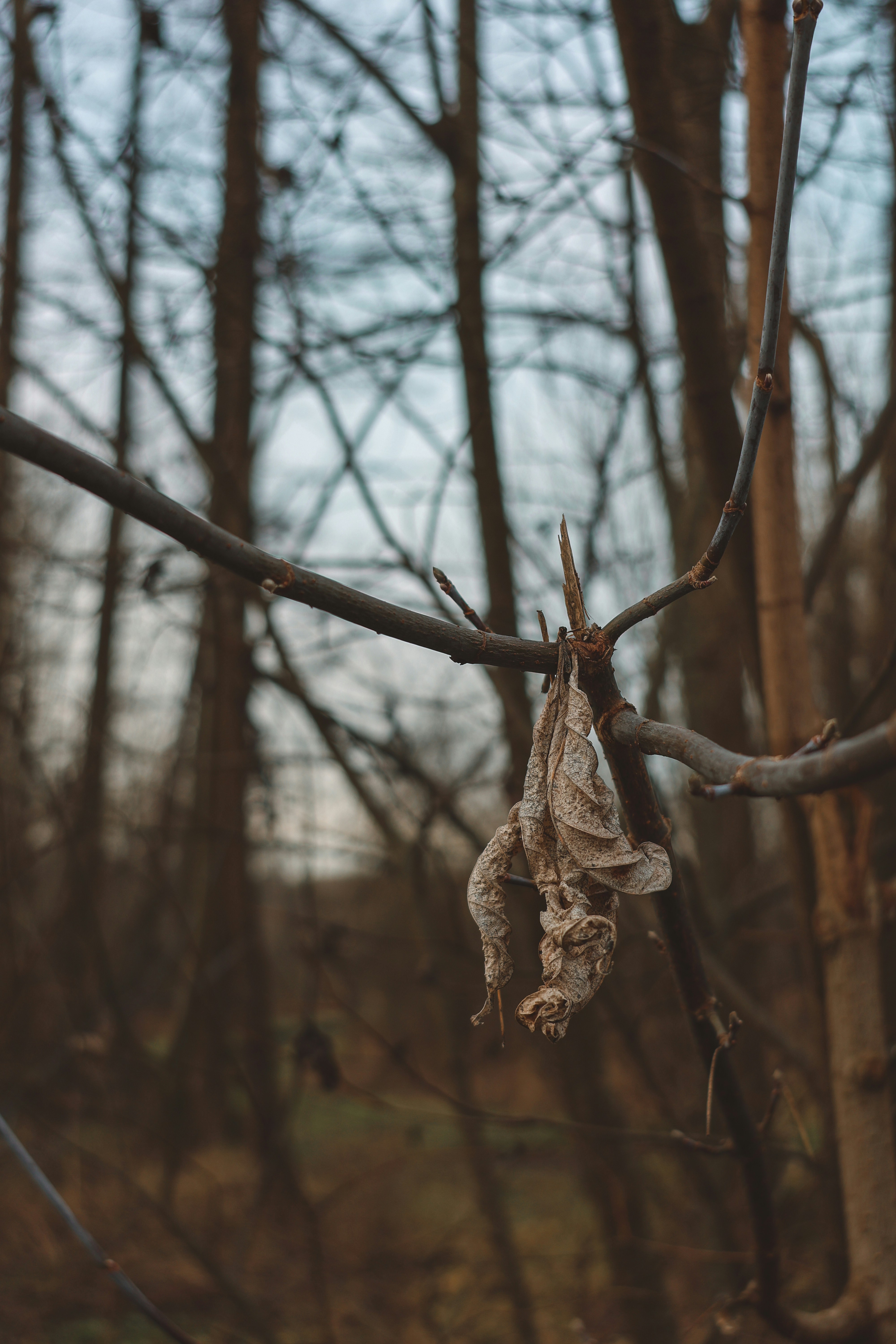 A dry leaf hangs from a bare tree branch.