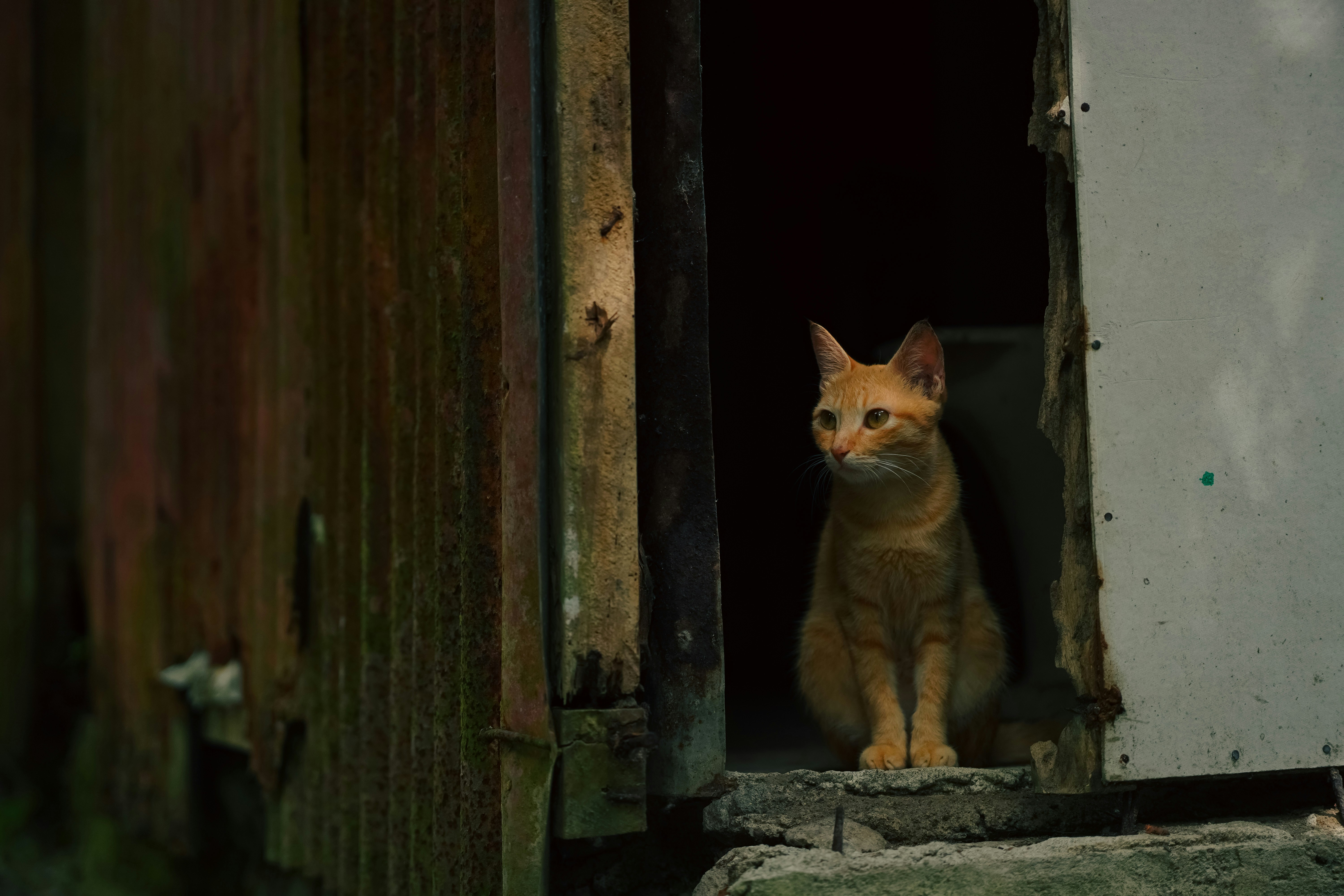 An orange cat sits in a doorway.