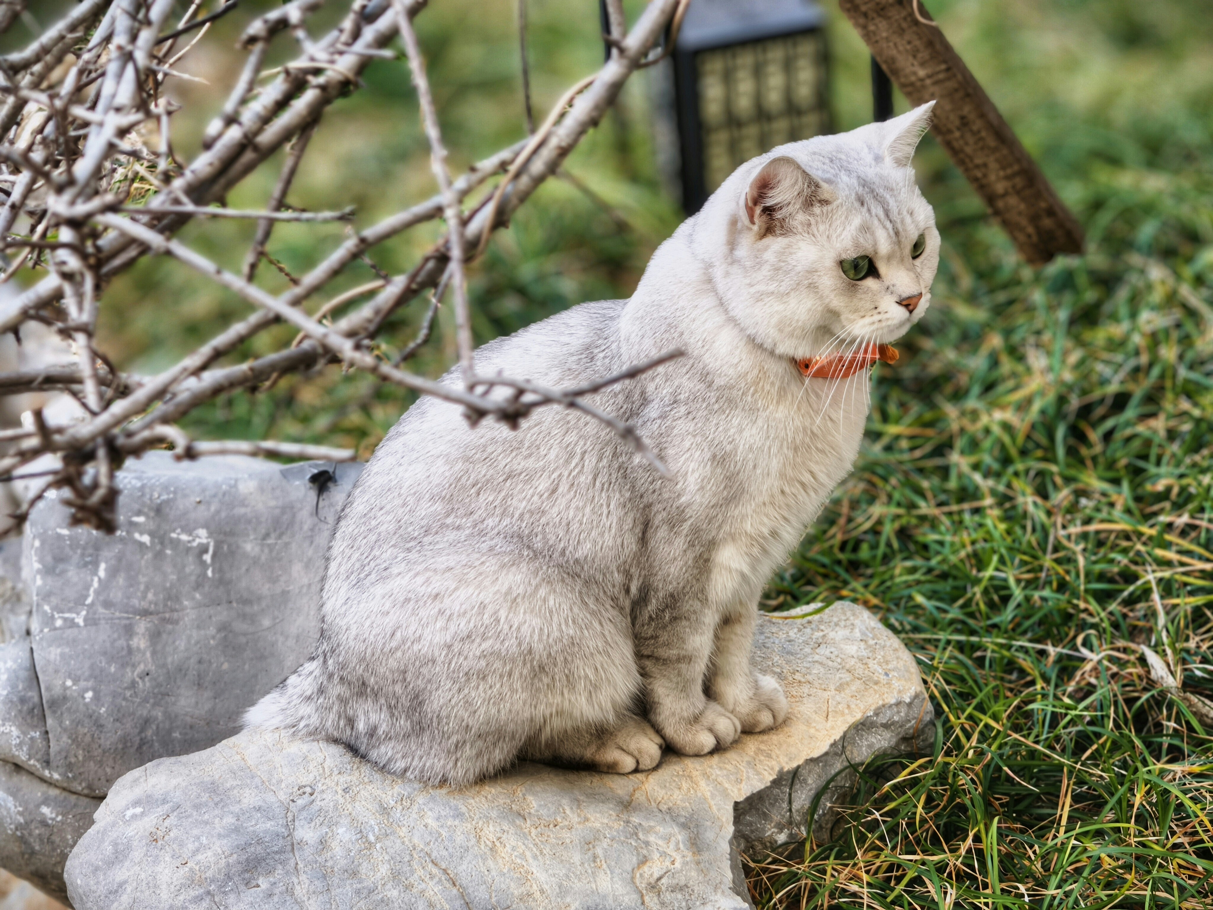 A light gray cat sits on a rock outside.