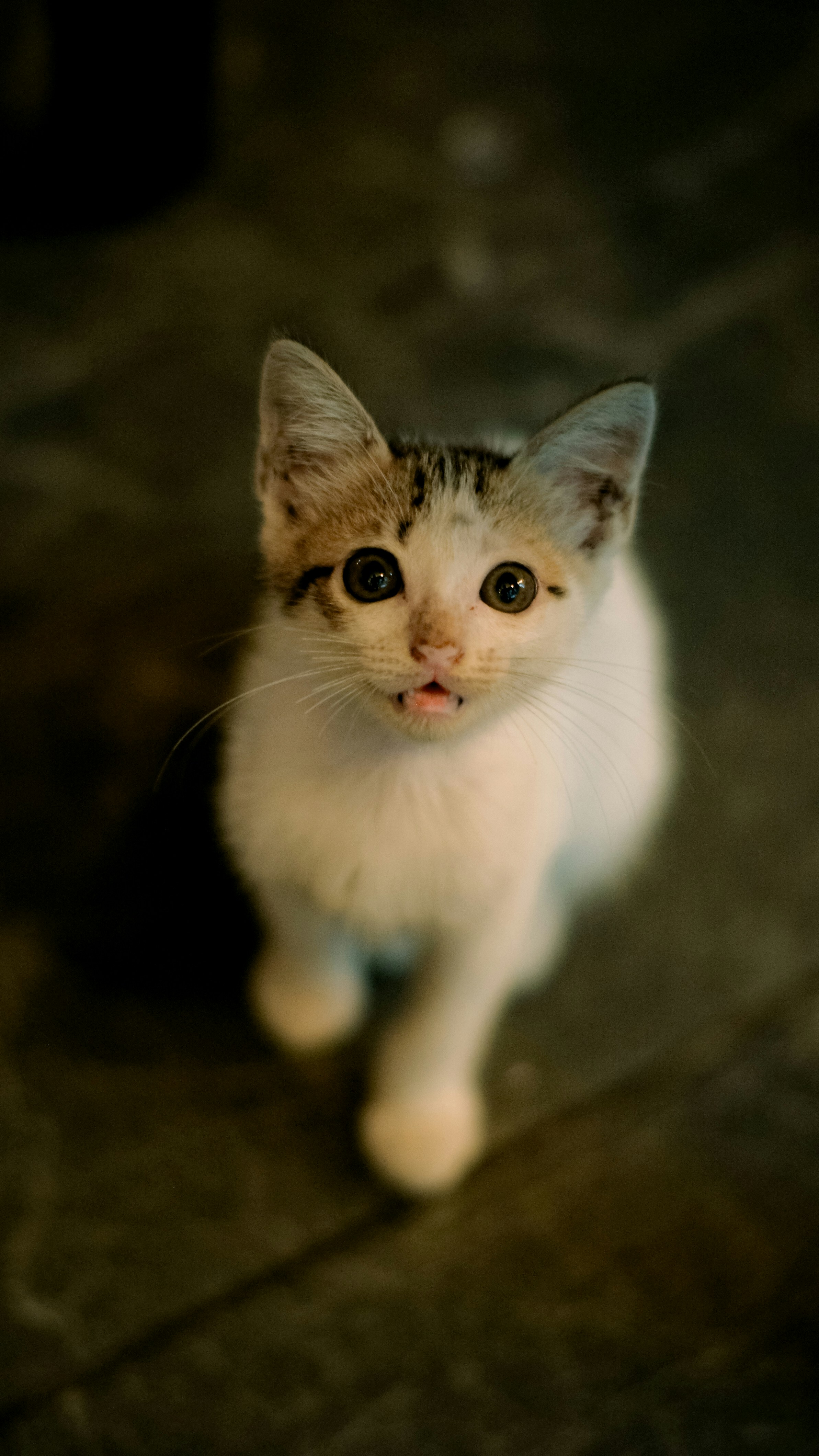 A small kitten with white and brown fur looks up.