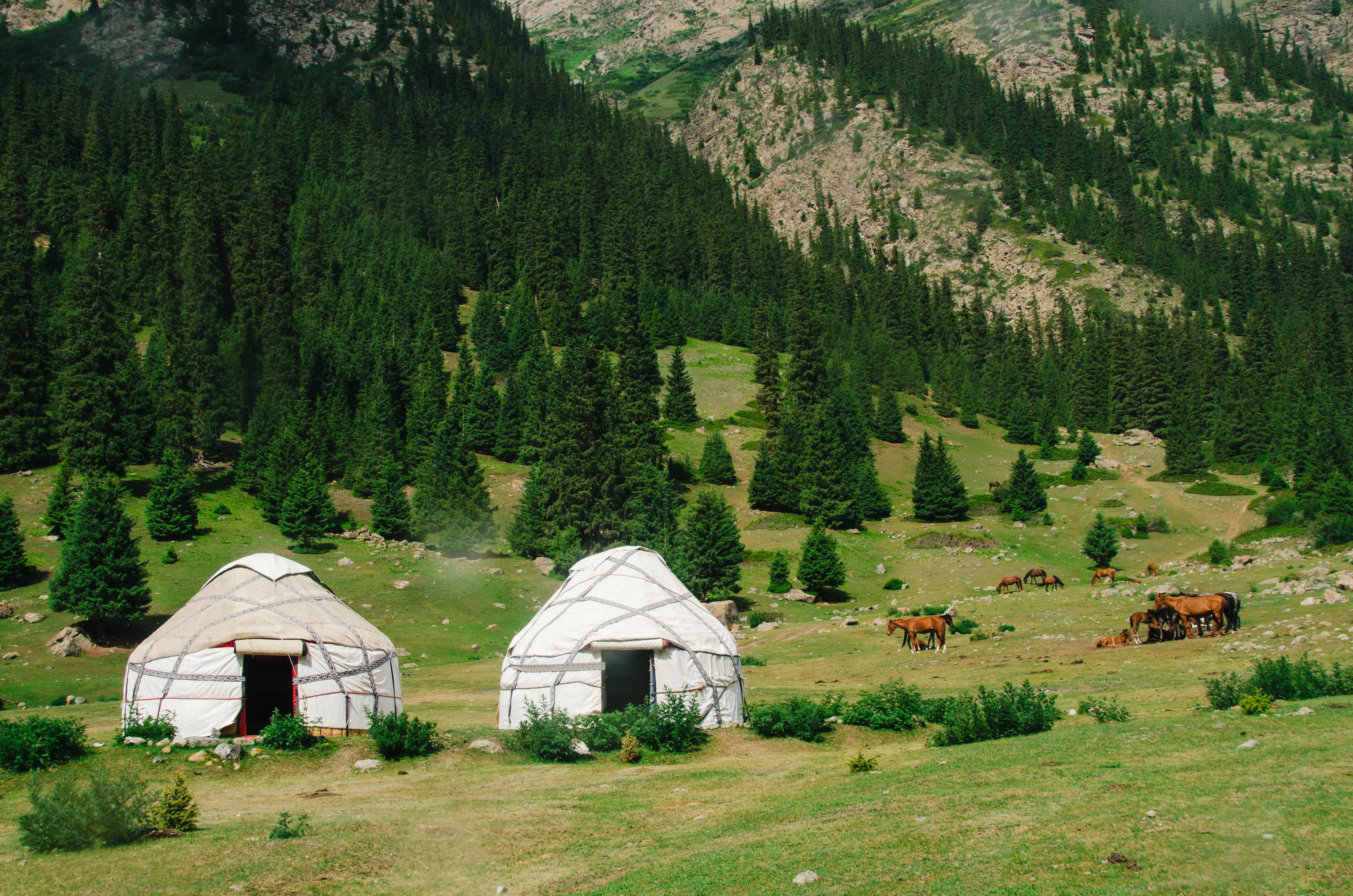Two yurts in a grassy field with mountains behind trees