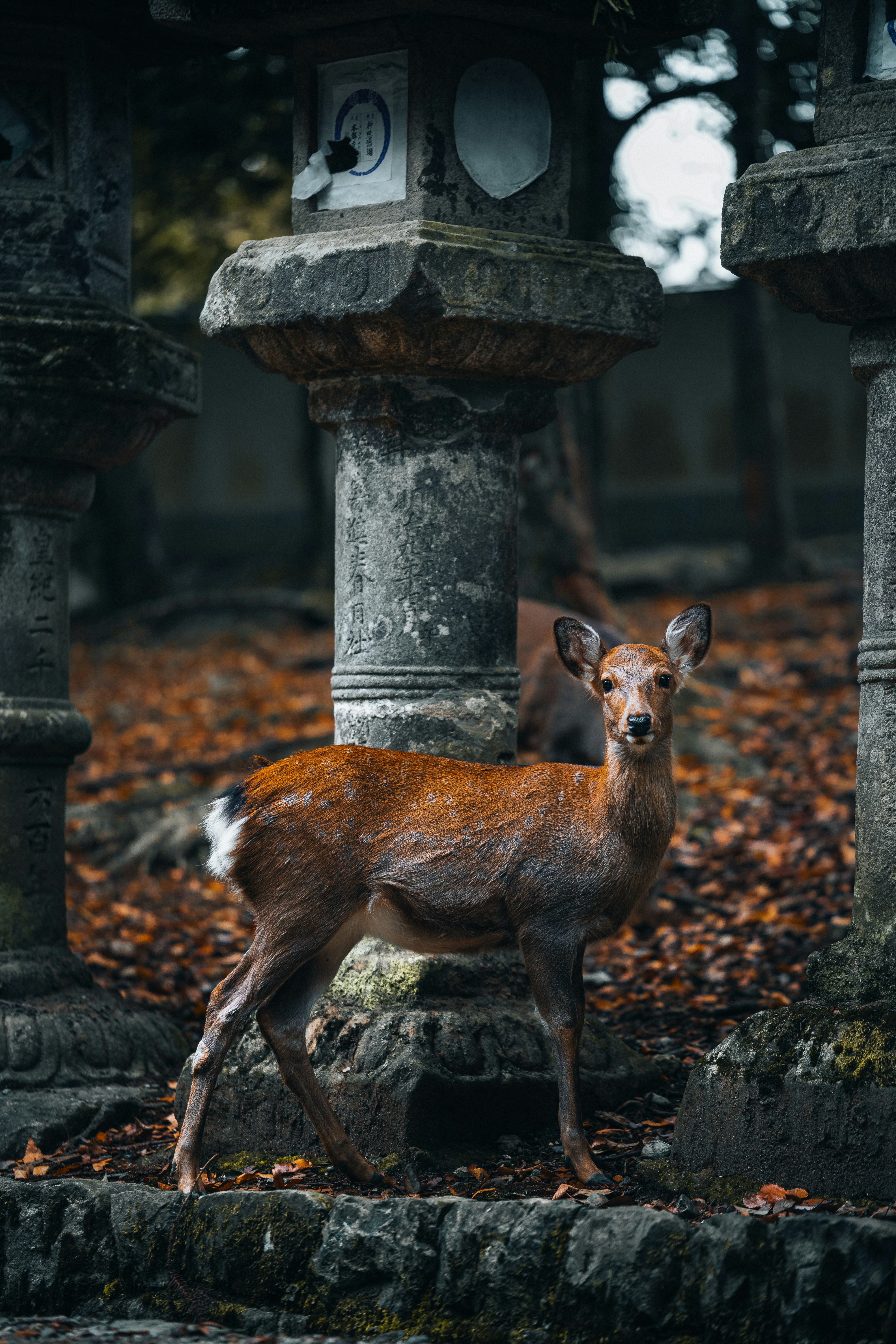 A deer stands between stone lanterns on a forest floor.