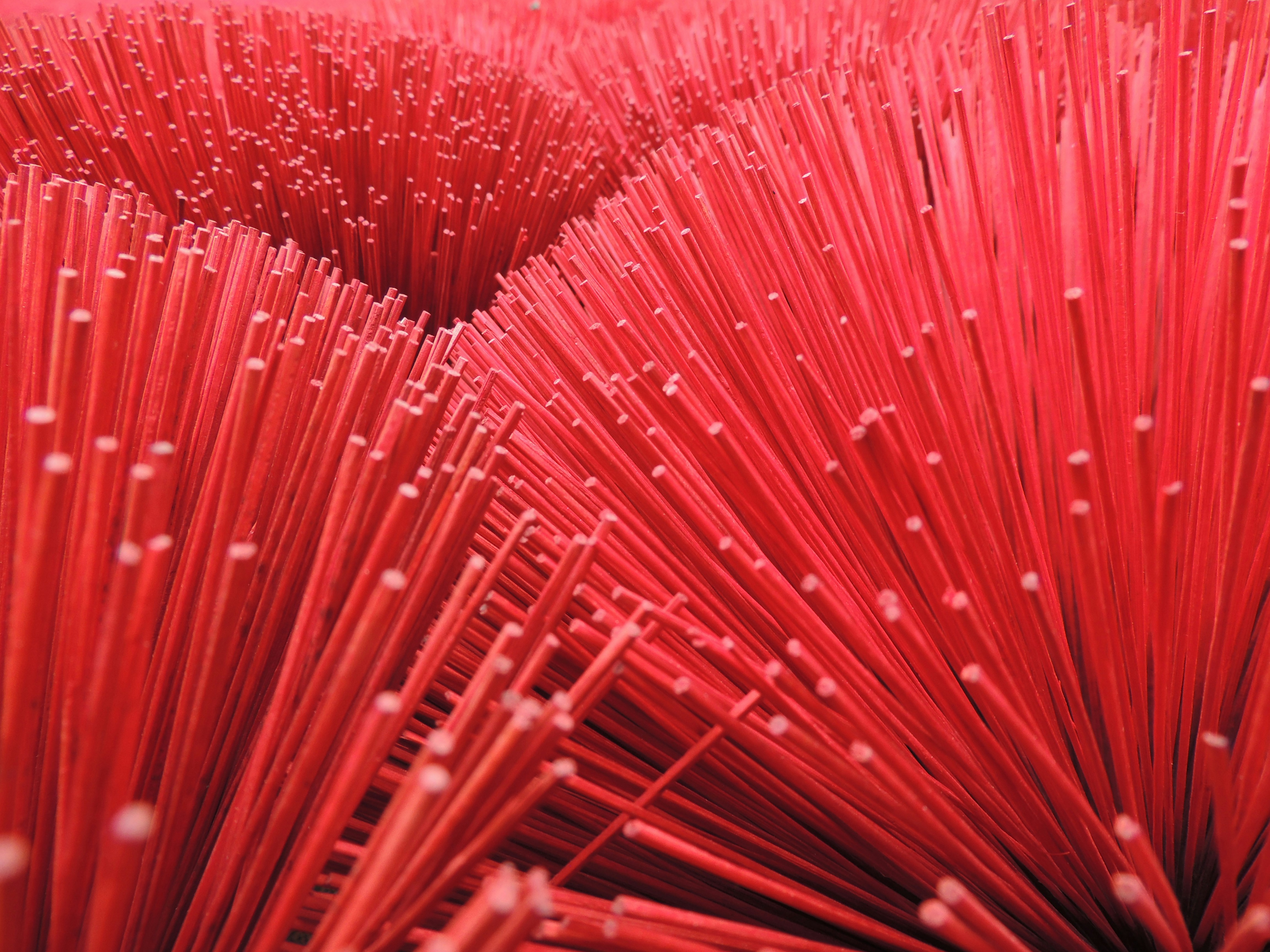 Close-up of many thin red bristles.