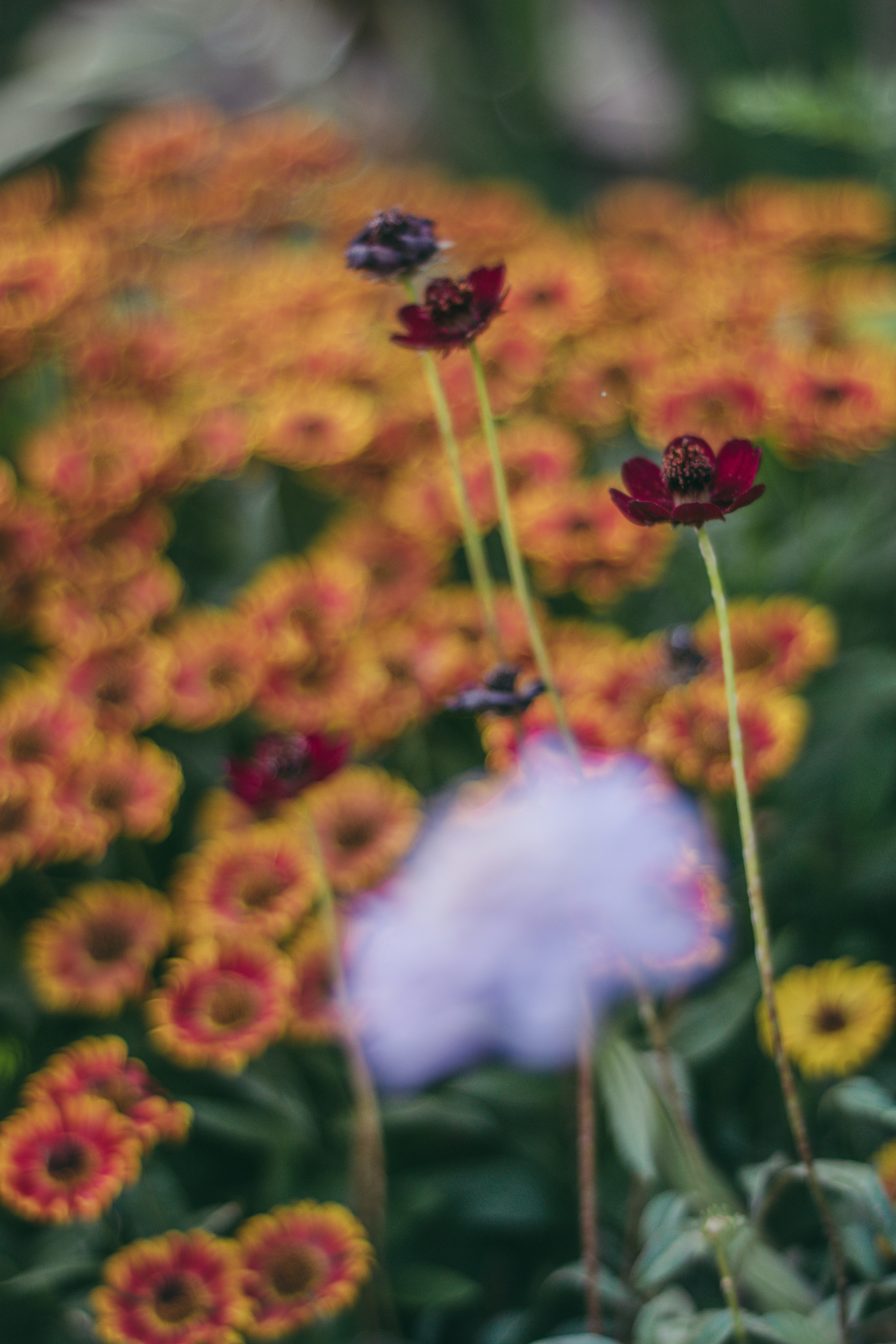 Photo by miekelauren