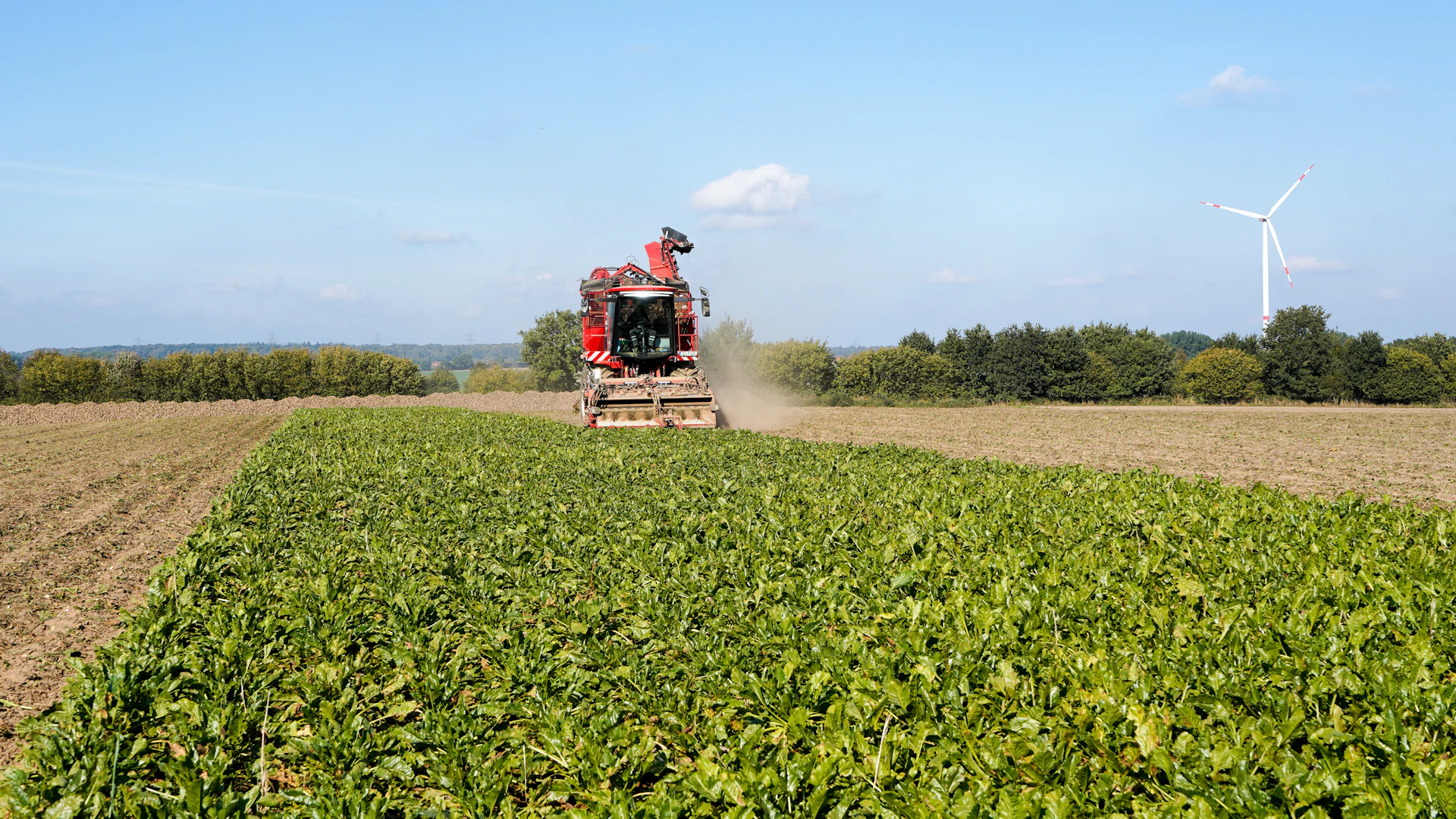 Red combine harvester working in a field of green crops.