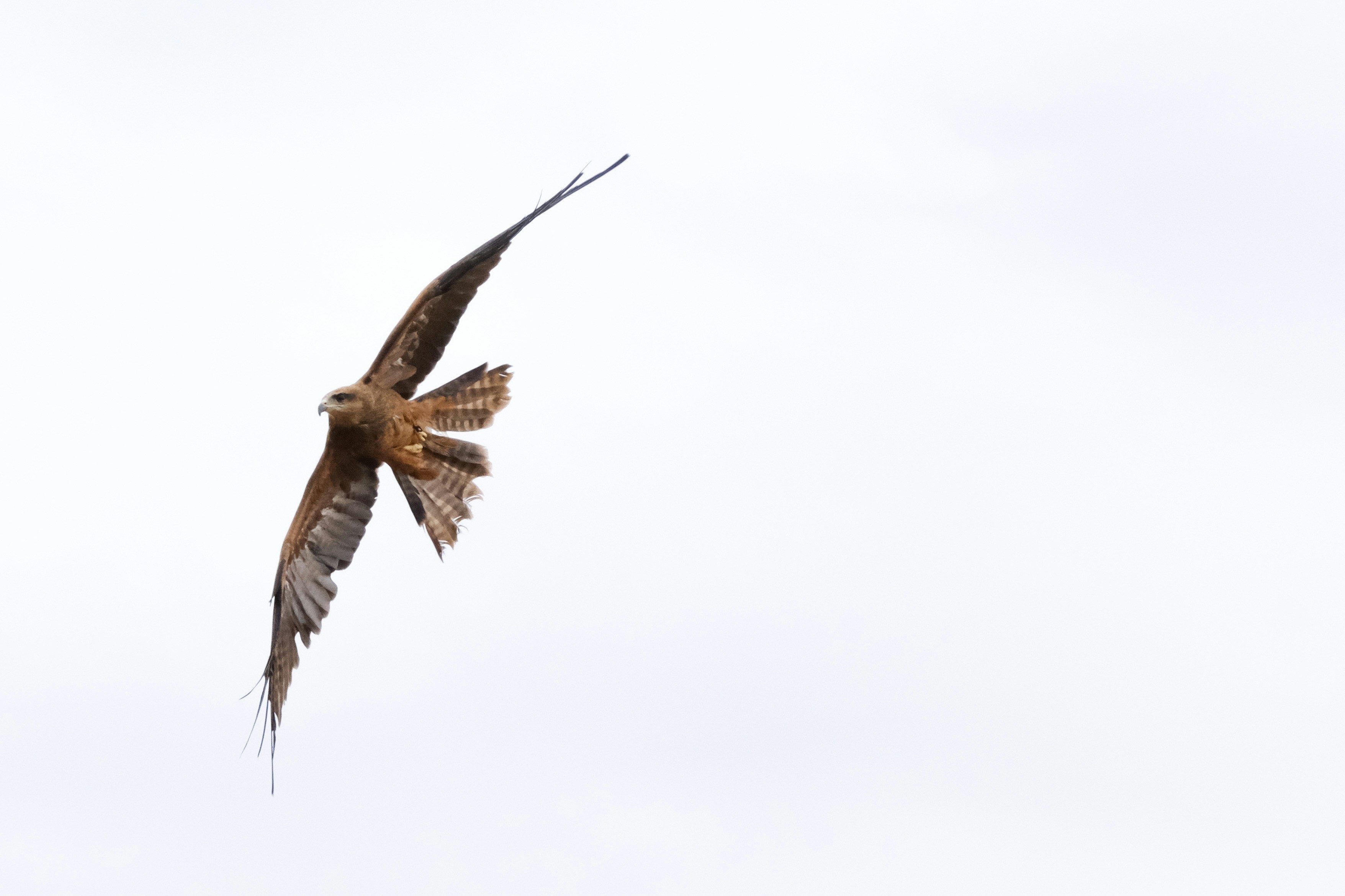 Photo by loubarross888