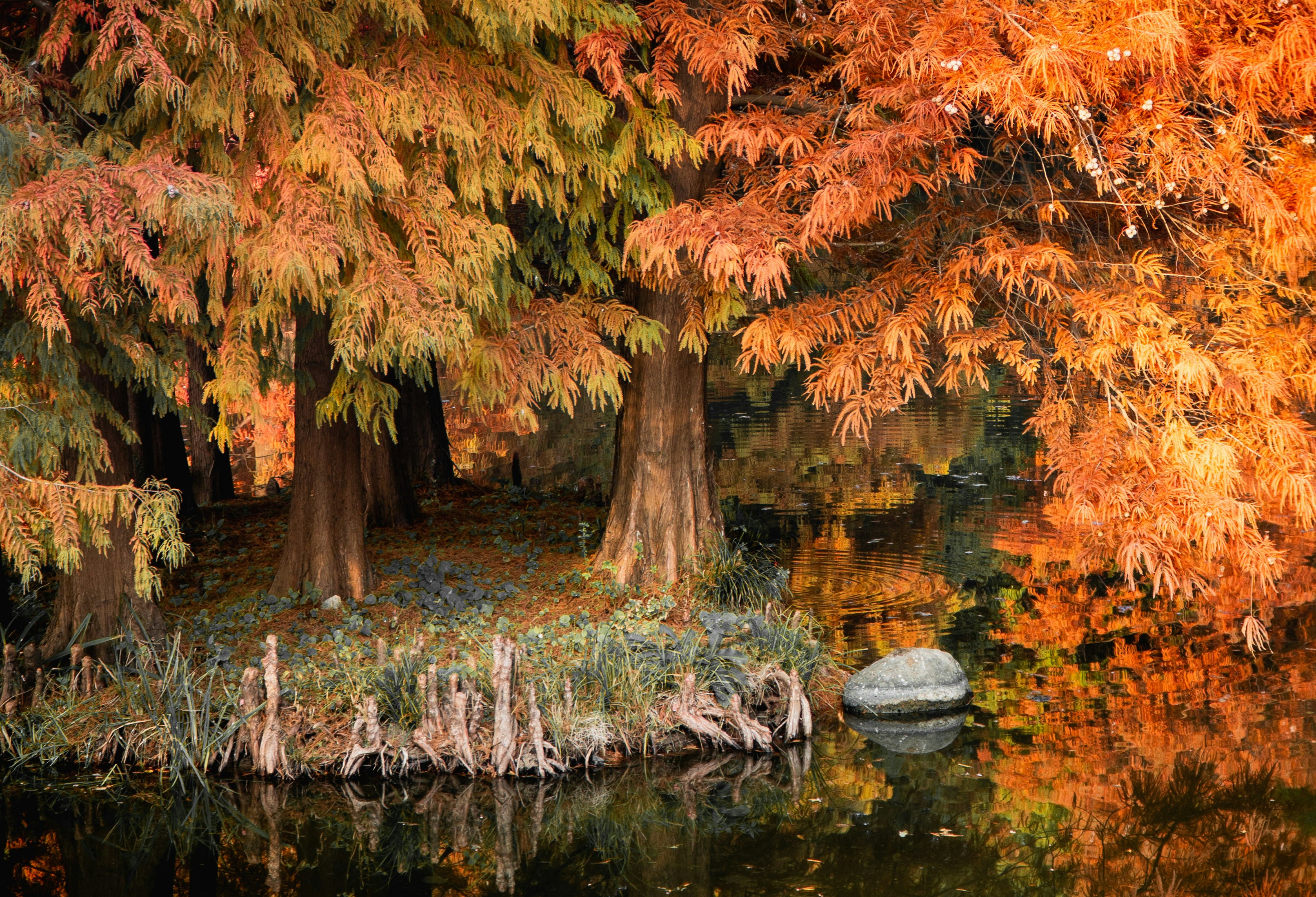 Autumn trees reflecting in water with a rock.