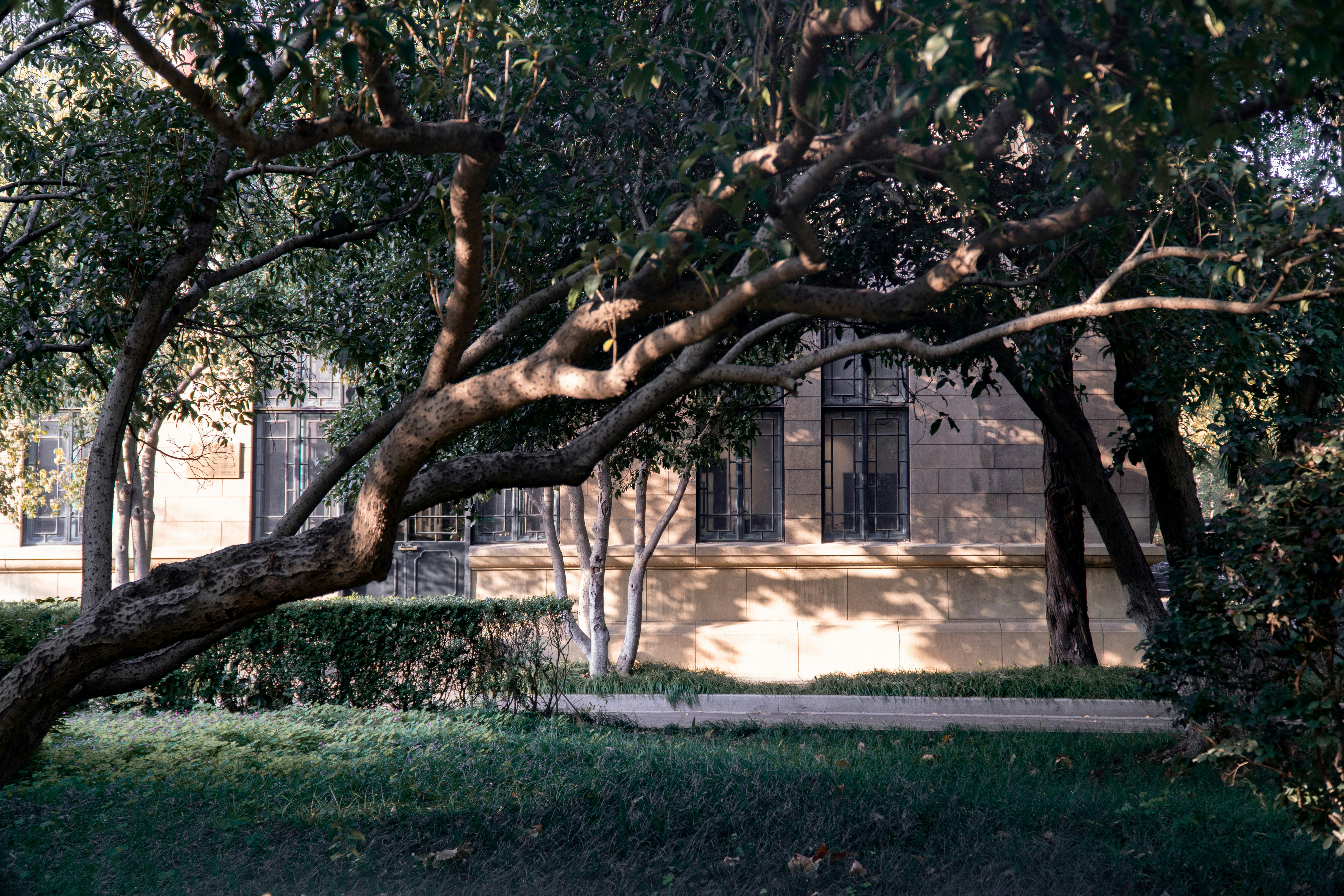 A gnarled tree branch in a park