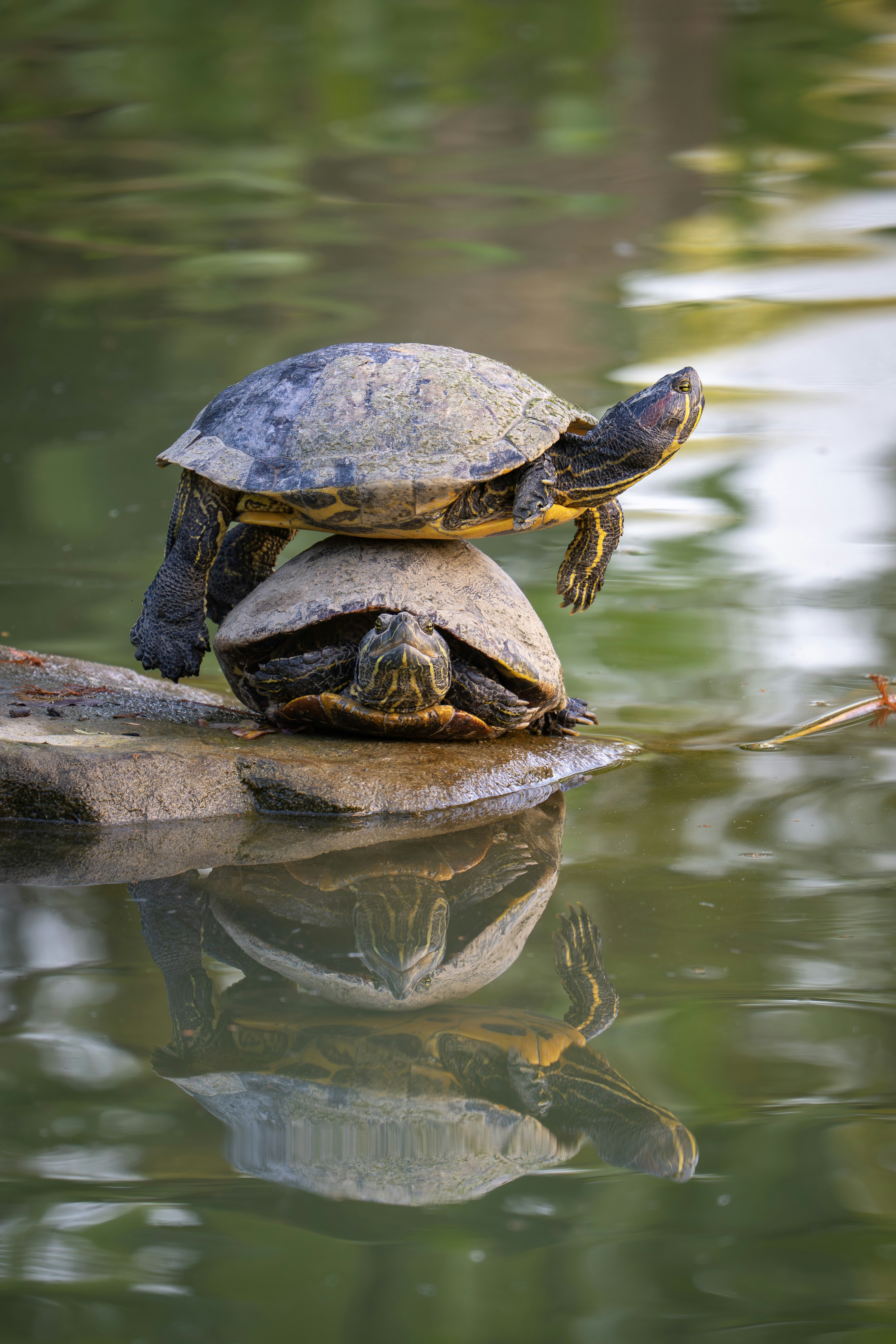 물속 통나무 위에 쌓인 두 마리 거북이들