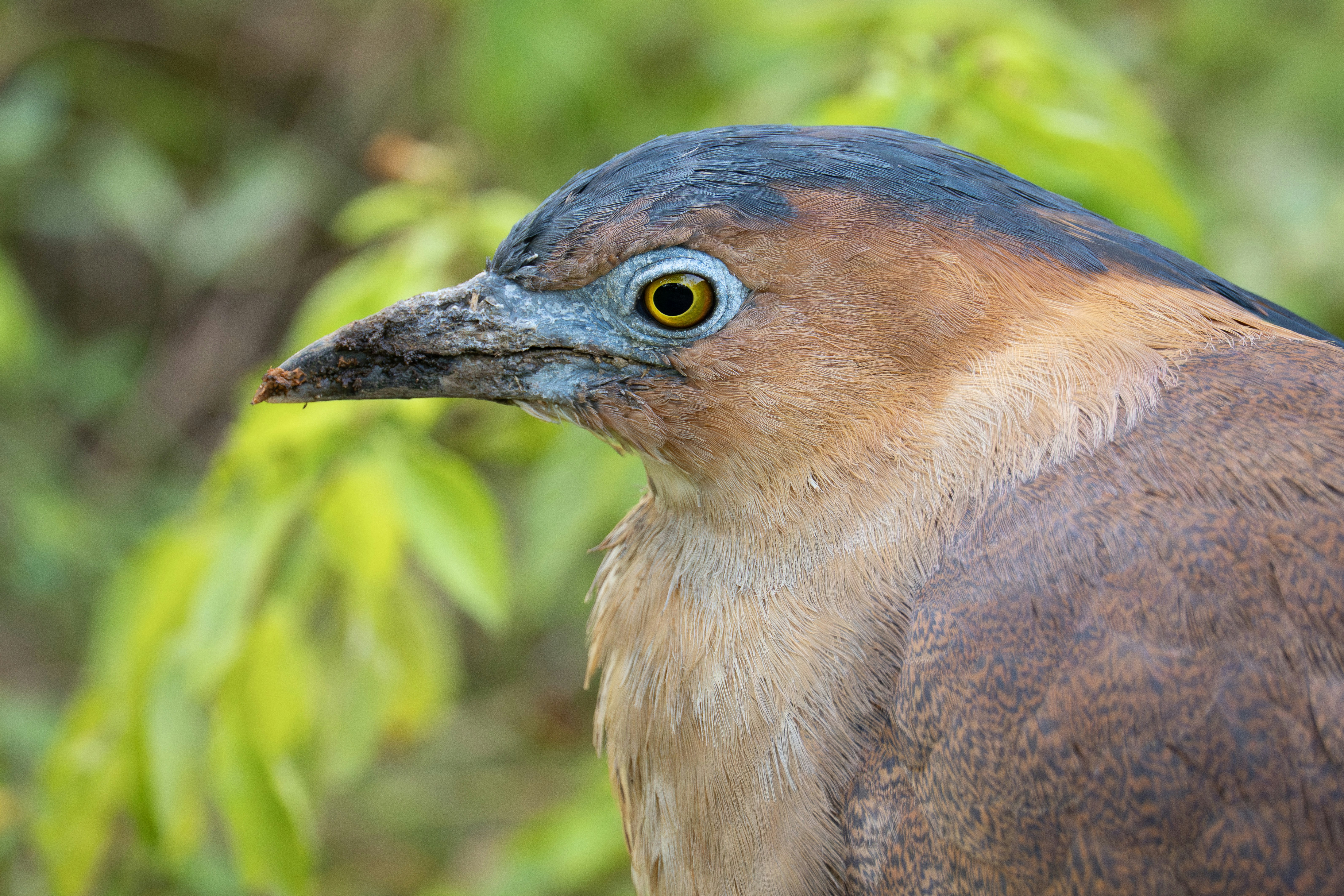 노란 눈을 가진 갈색 왜가리의 클로즈업.
