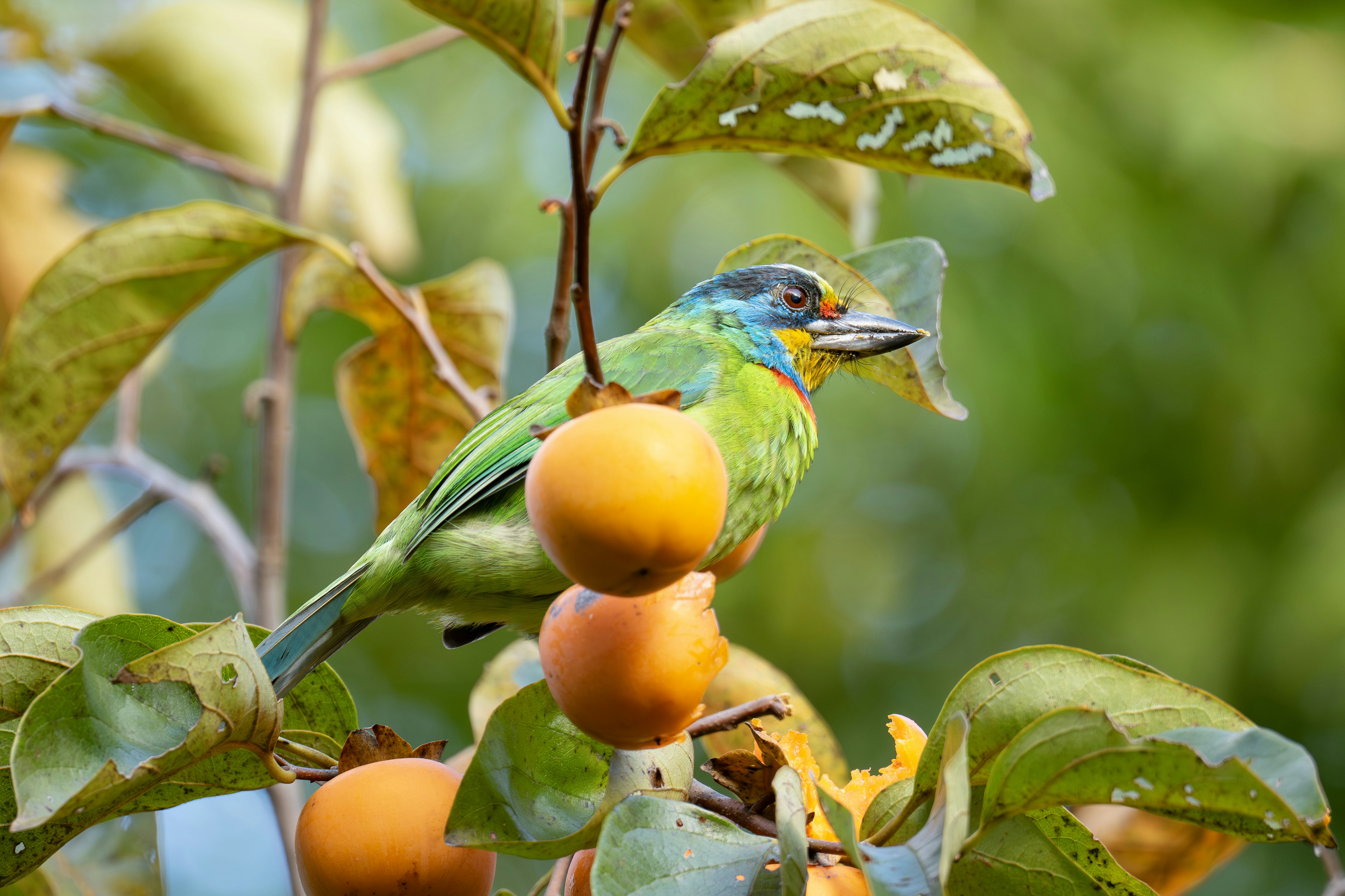 과일을 든 나뭇가지에 앉아 있는 다채로운 새.