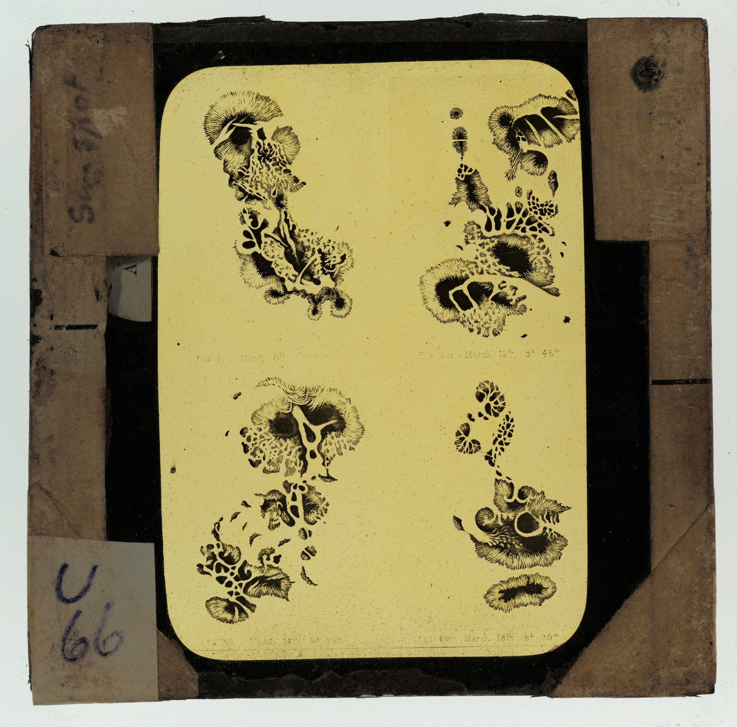 A lantern slide produced by Clement Lindley Wragge (b.1852, d.1922), likely dating between 1890-1922. The slide shows four panelled yellow tinted plate. Each panel shows a collection of dark shapes representative of a sun spot at different dates. Shared by Auckland War Memorial Museum, Tāmaki Paenga Hira, as part of the Clement Lindley Wragge collection. 236023|PH-1984-1-LS78-4-16|66. No known copyright restrictions. https://www.aucklandmuseum.com/discover/collections/record/1033193