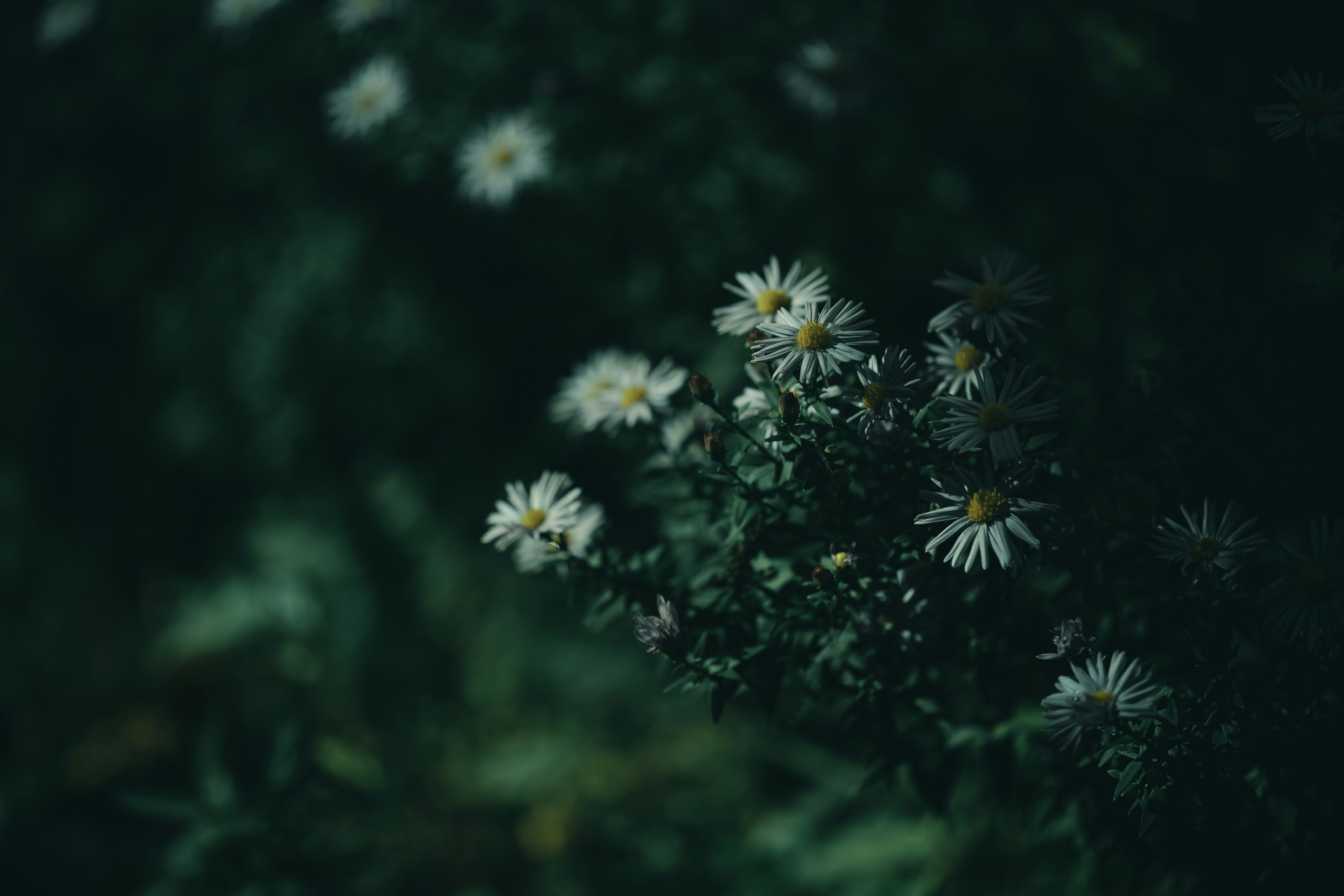 Photo by volodymyr_leush