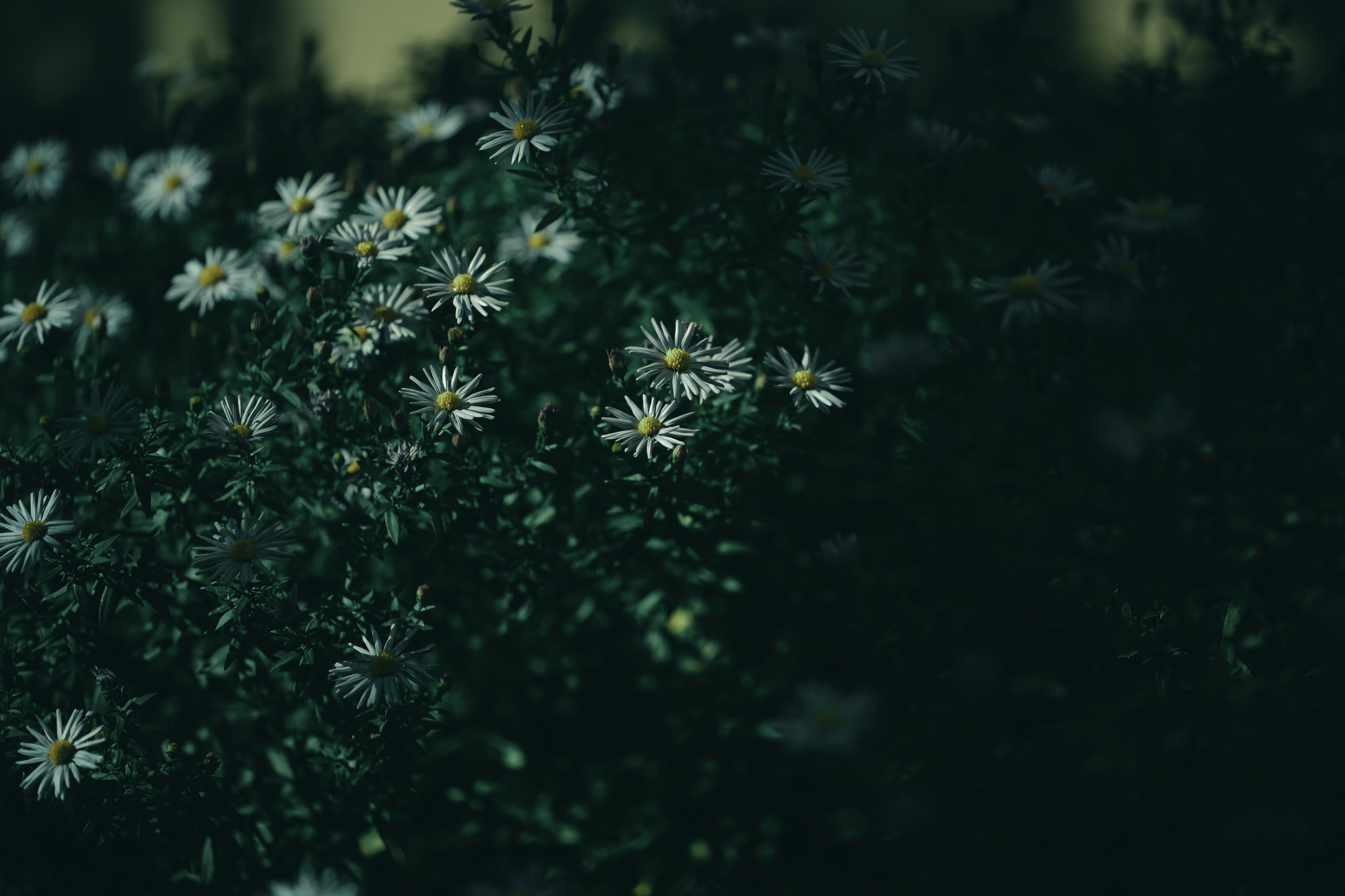 Photo by volodymyr_leush