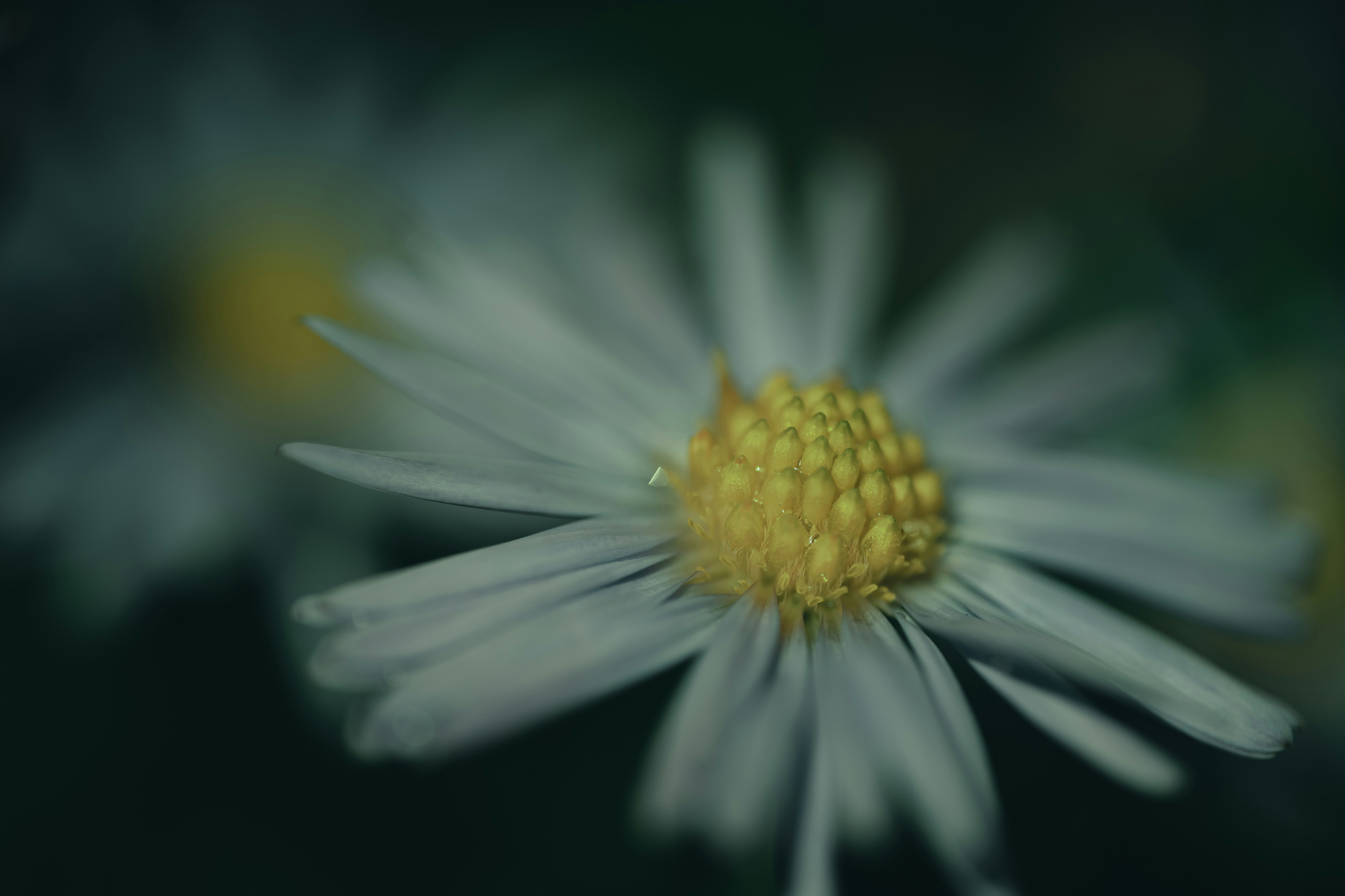 Photo by volodymyr_leush