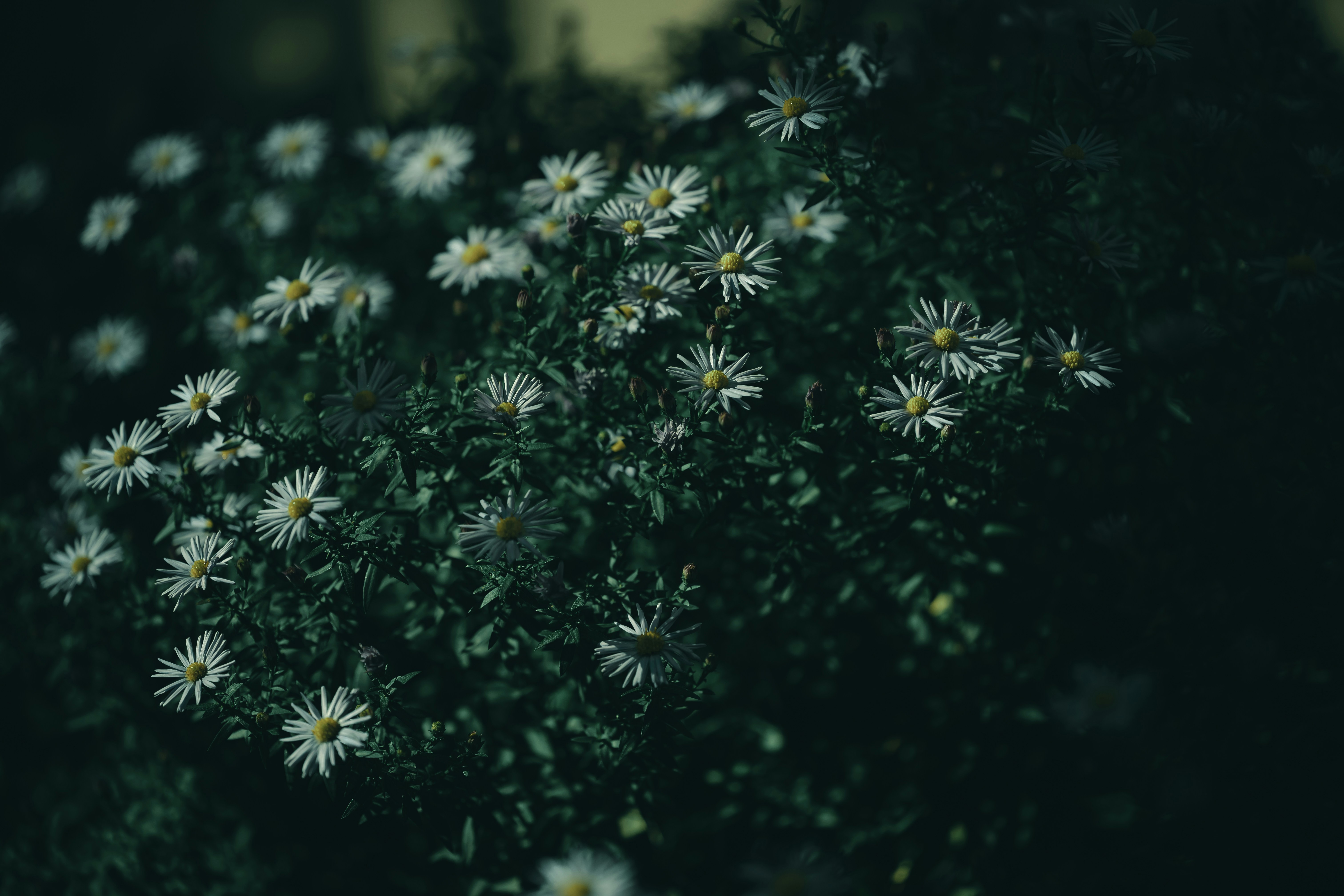 Photo by volodymyr_leush