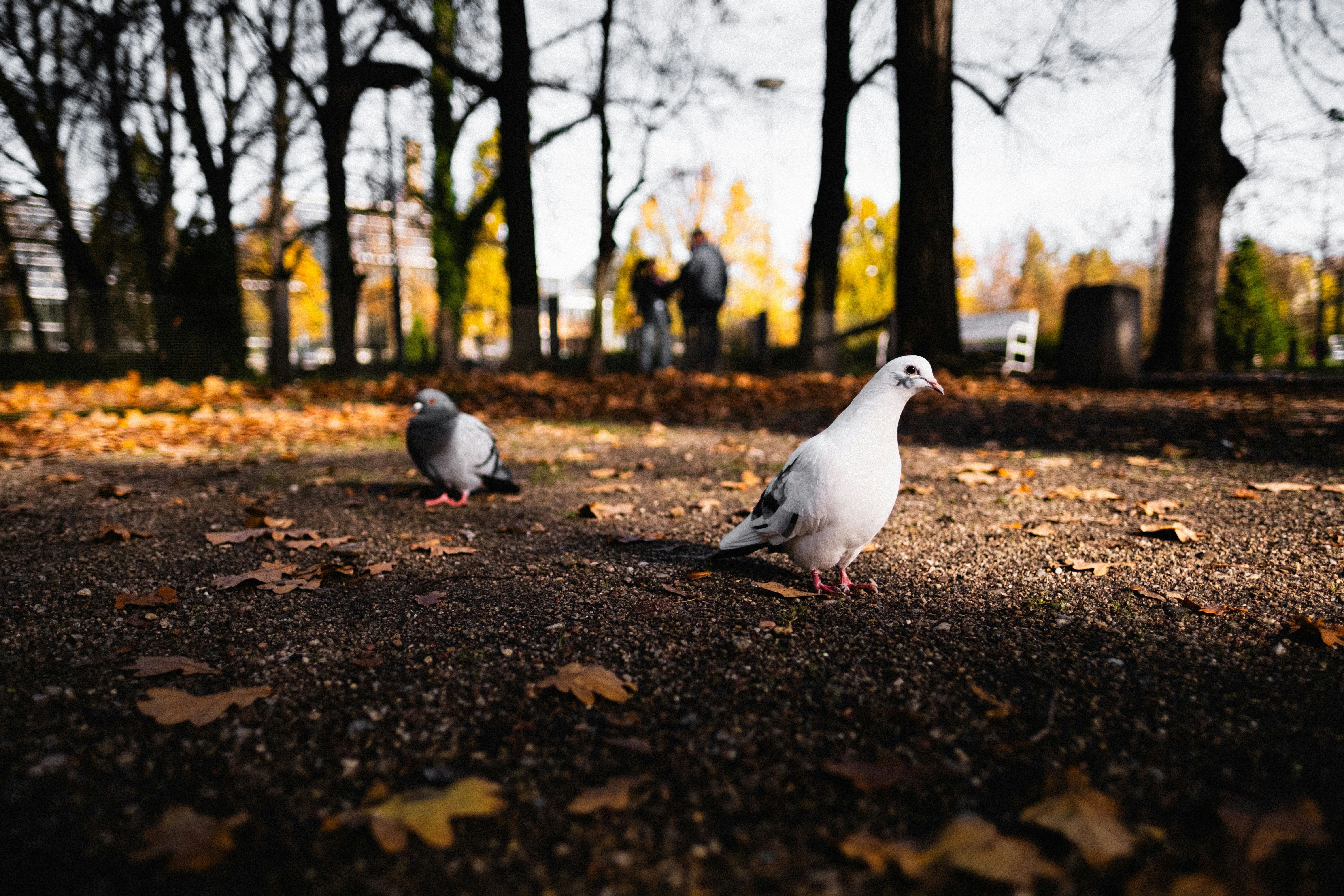 Dos palomas en un sendero en el parque de otoño