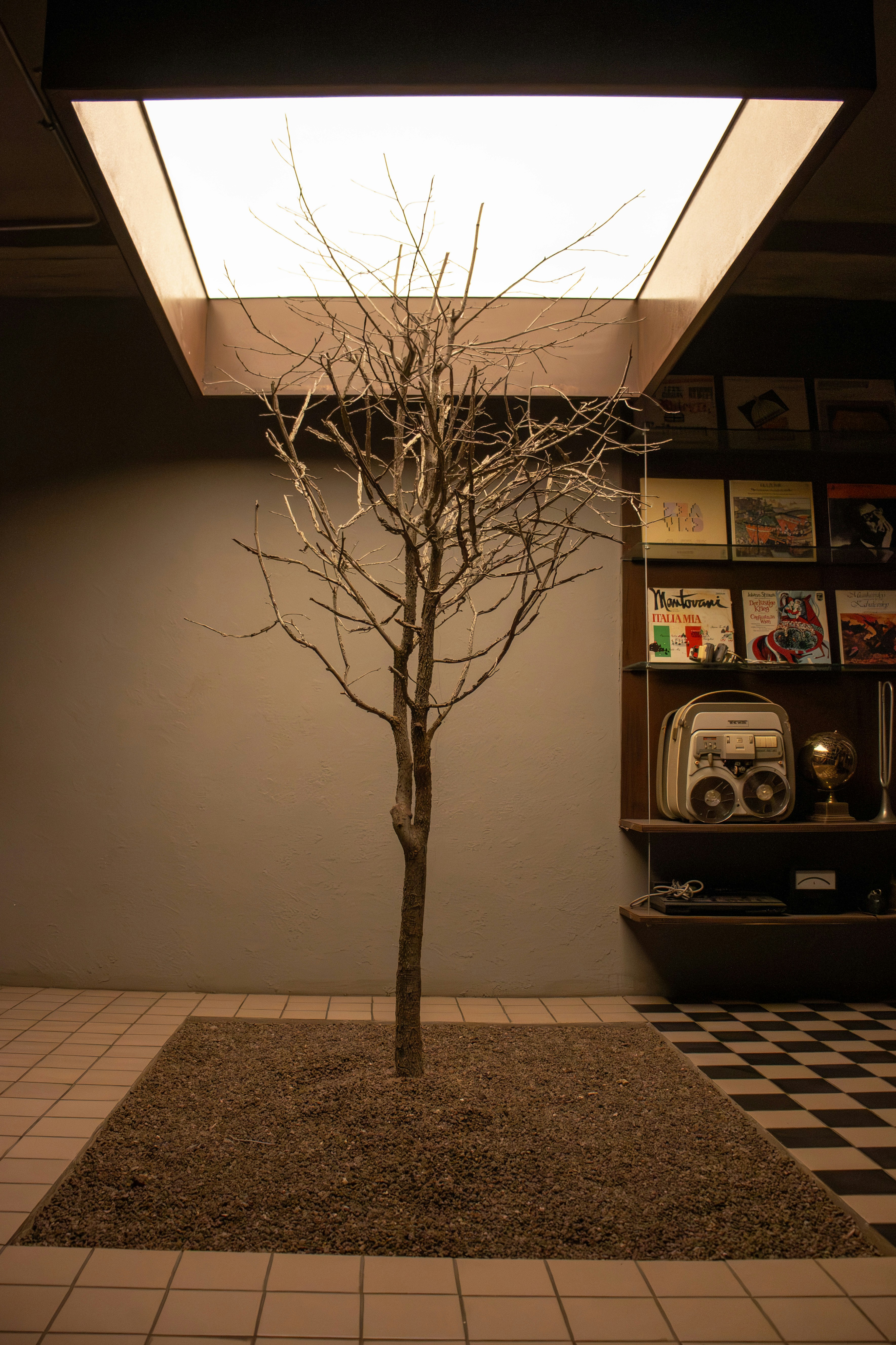 Bare tree in a modern room with records