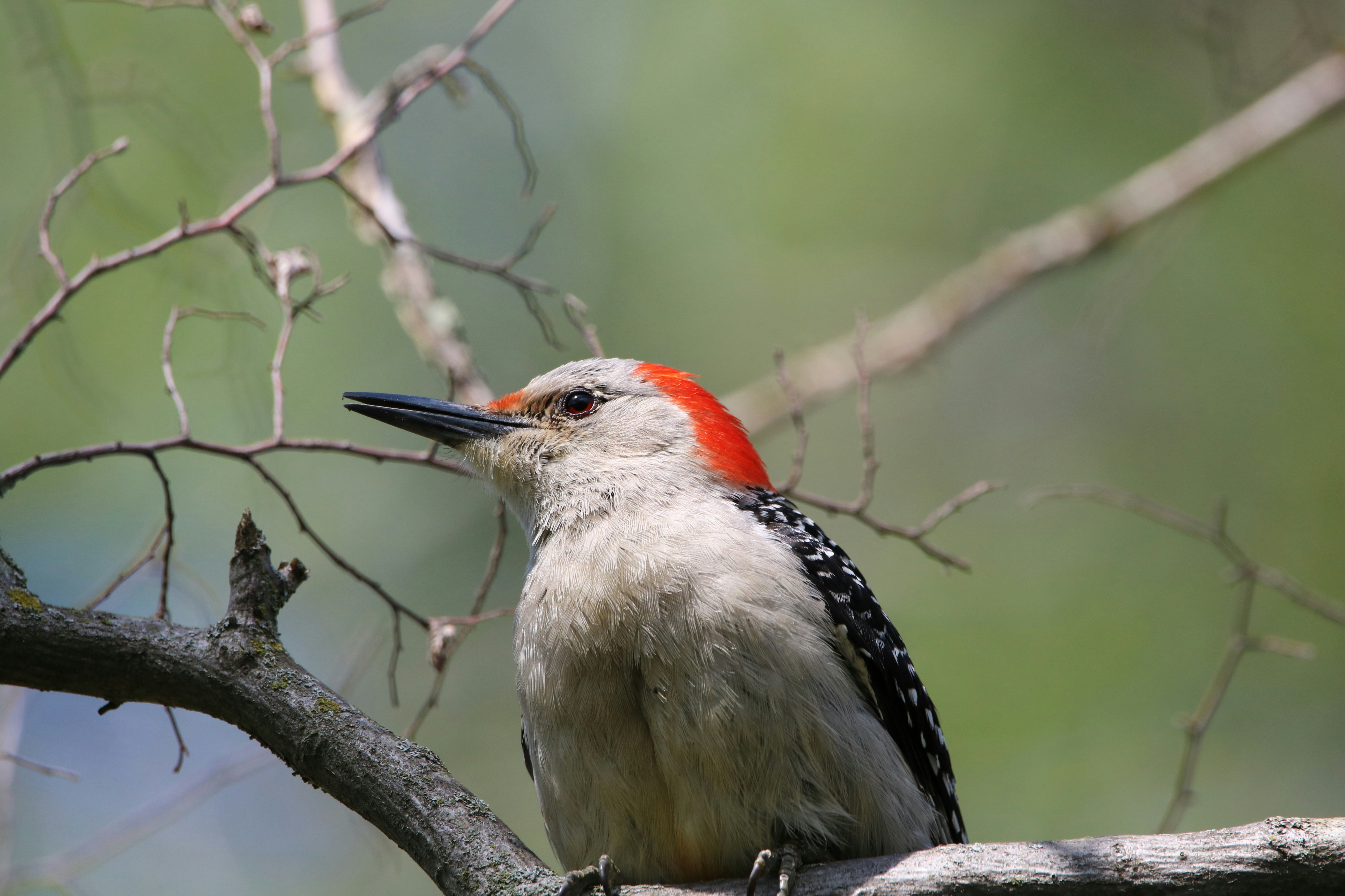 A red-headed woodpecker perched on a branch.