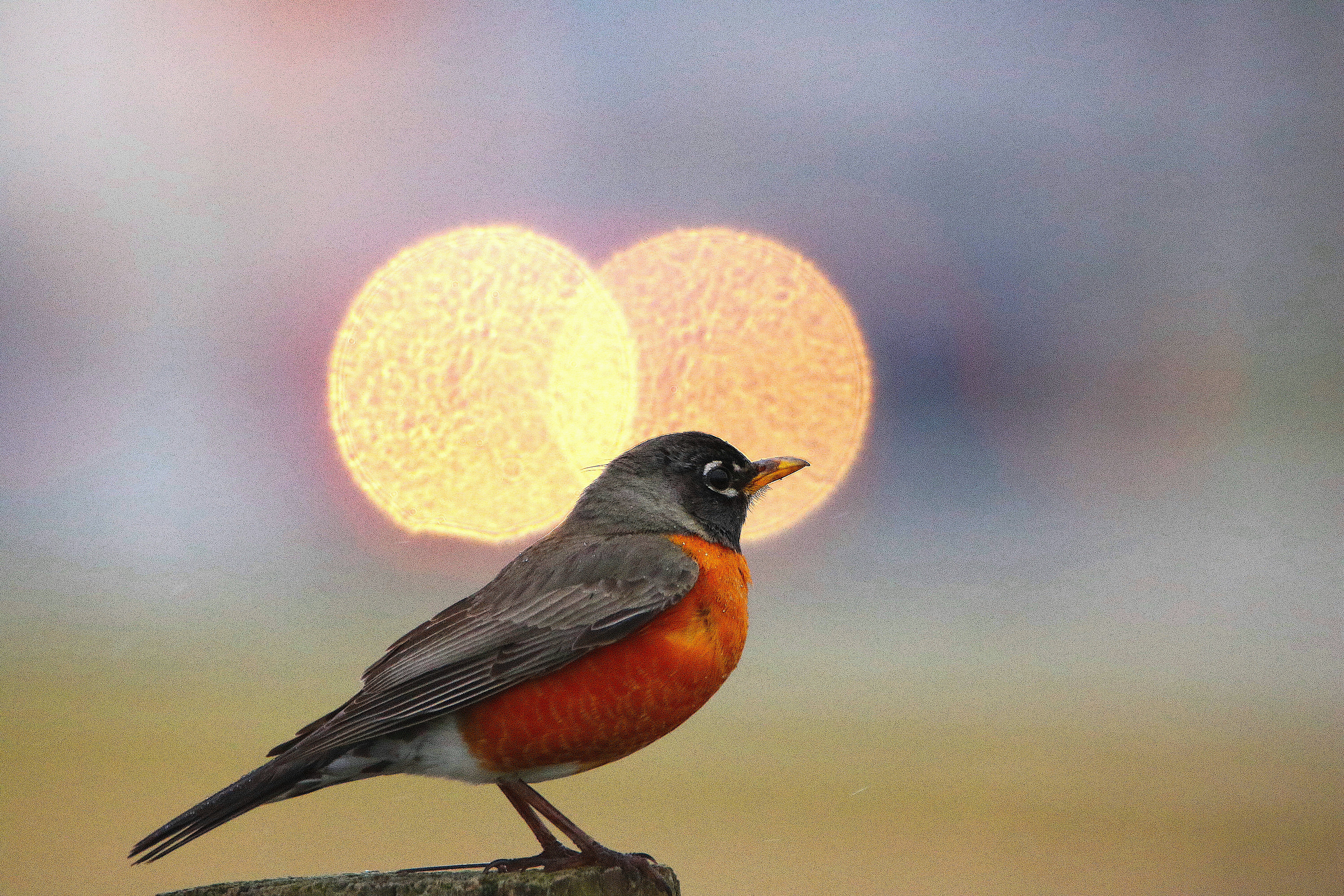 An american robin perched on a wooden post