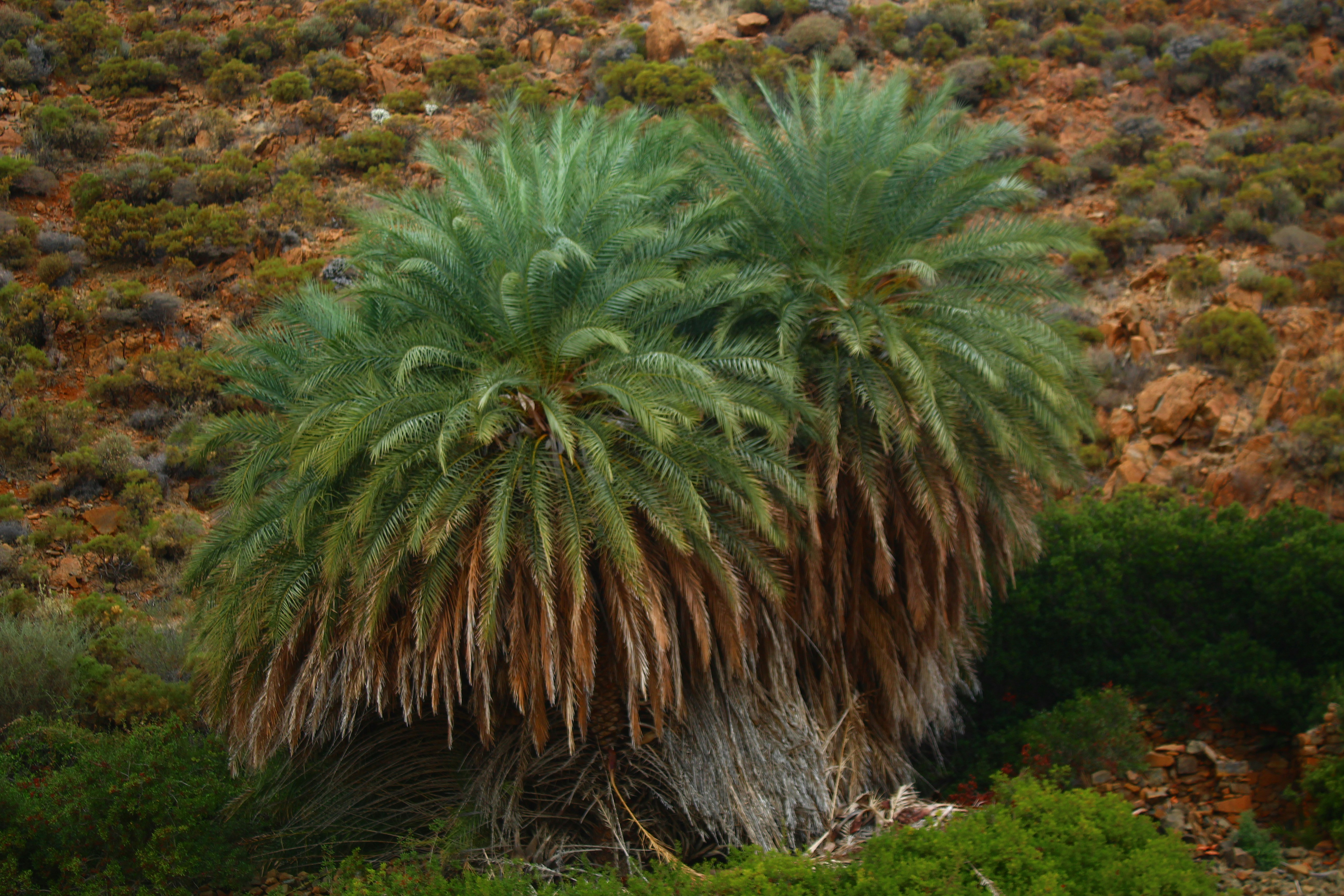 Two palm trees in a dry, rocky landscape
