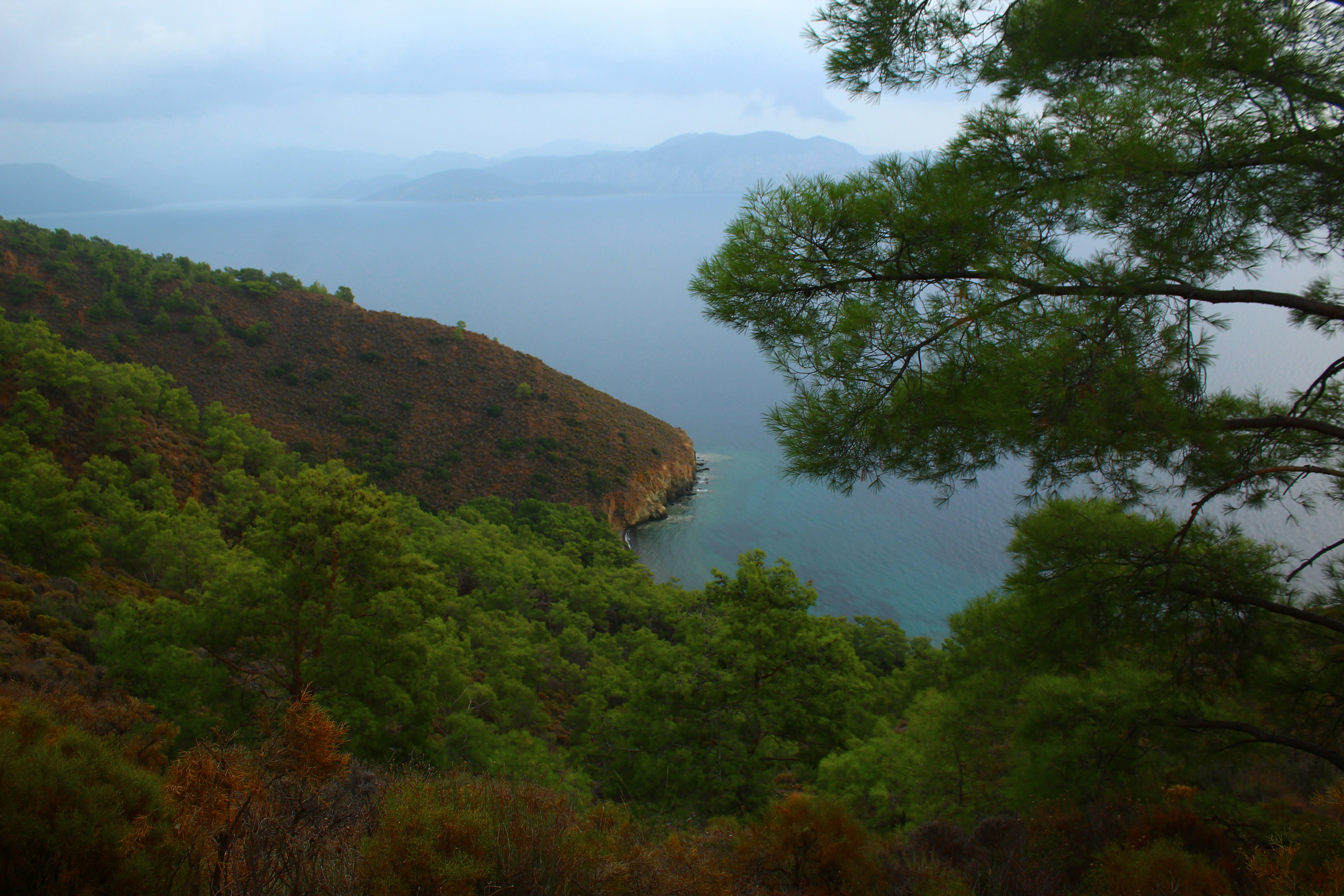 Green forest overlooks a calm blue bay.