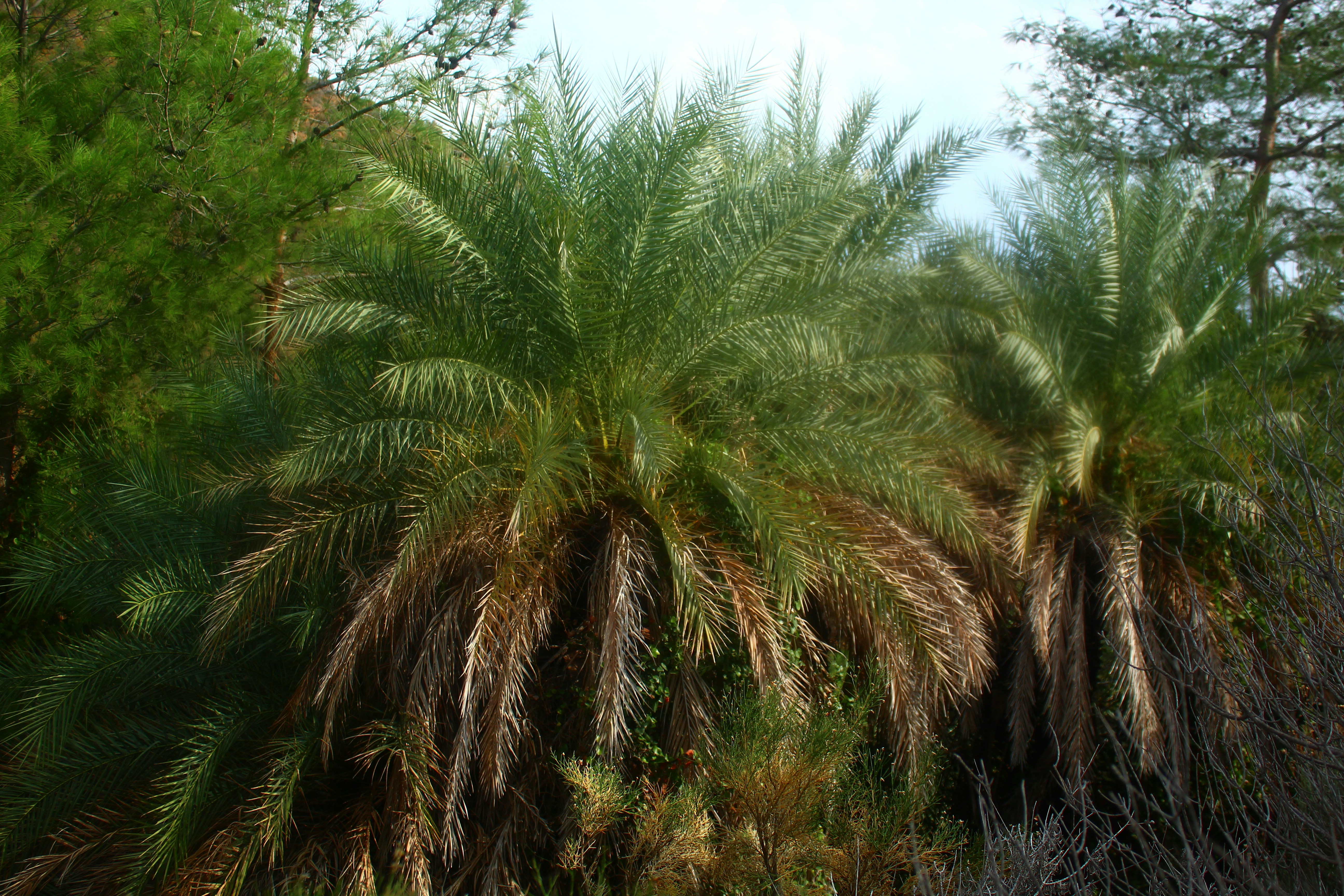 Two palm trees with lush green fronds.