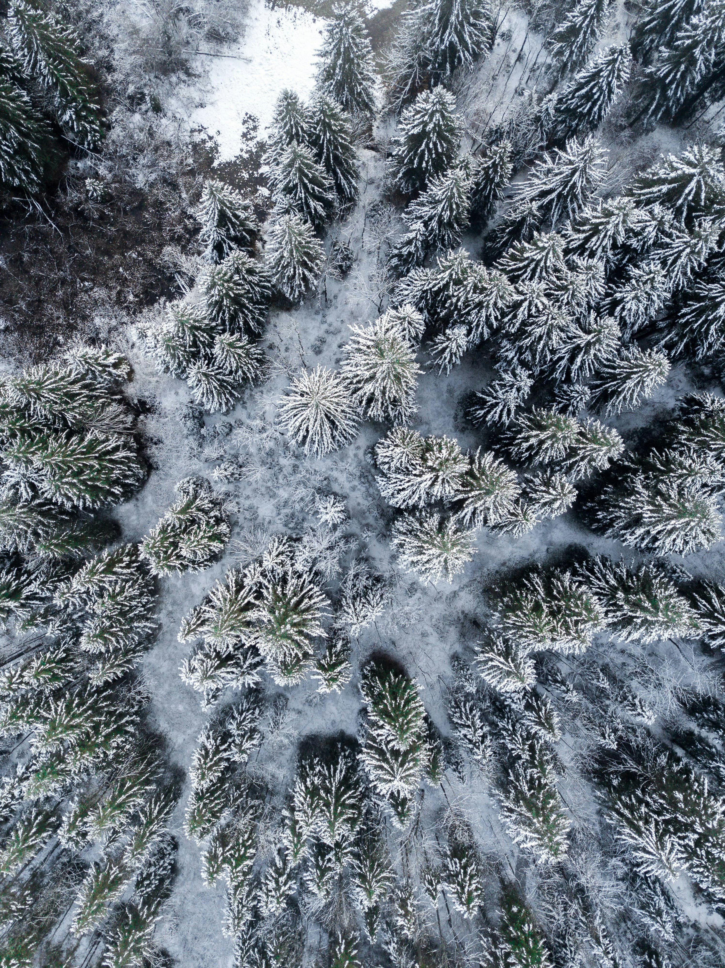 Aerial view of snow-covered evergreen forest canopy