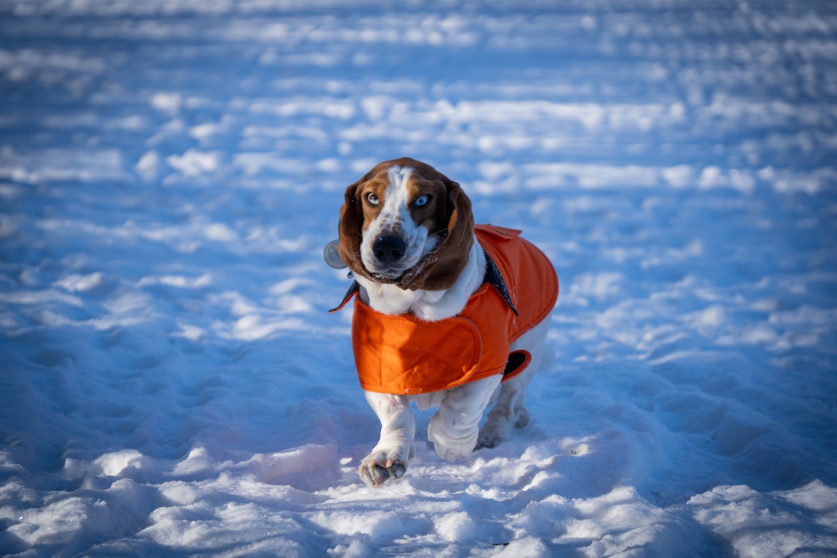 Dog outdoors in natural setting