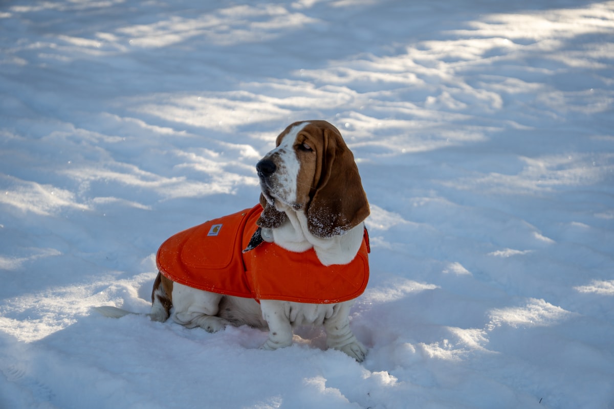 Basset hound wearing orange coat in snow