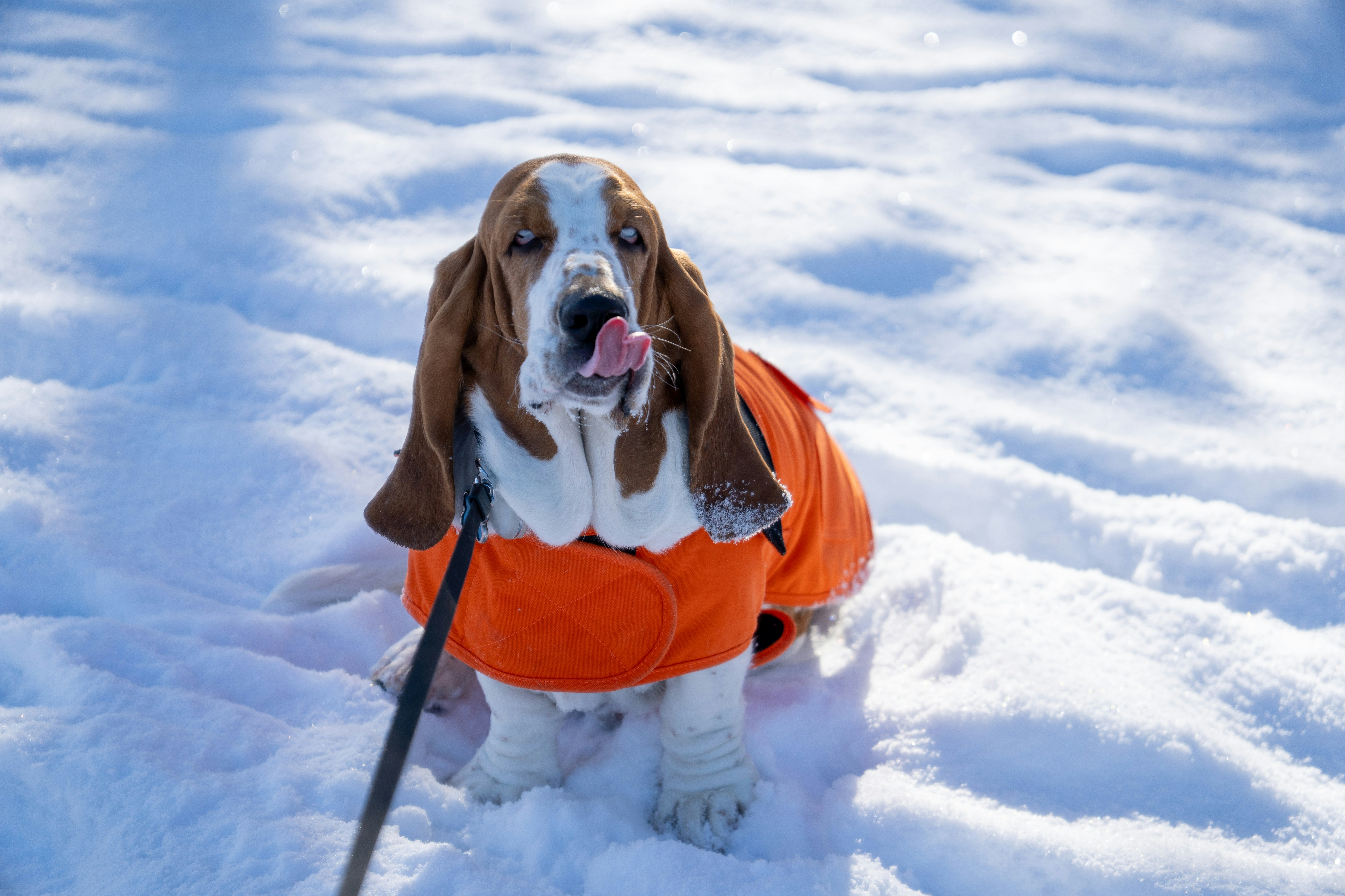 Basset hound in orange coat licks nose in snow