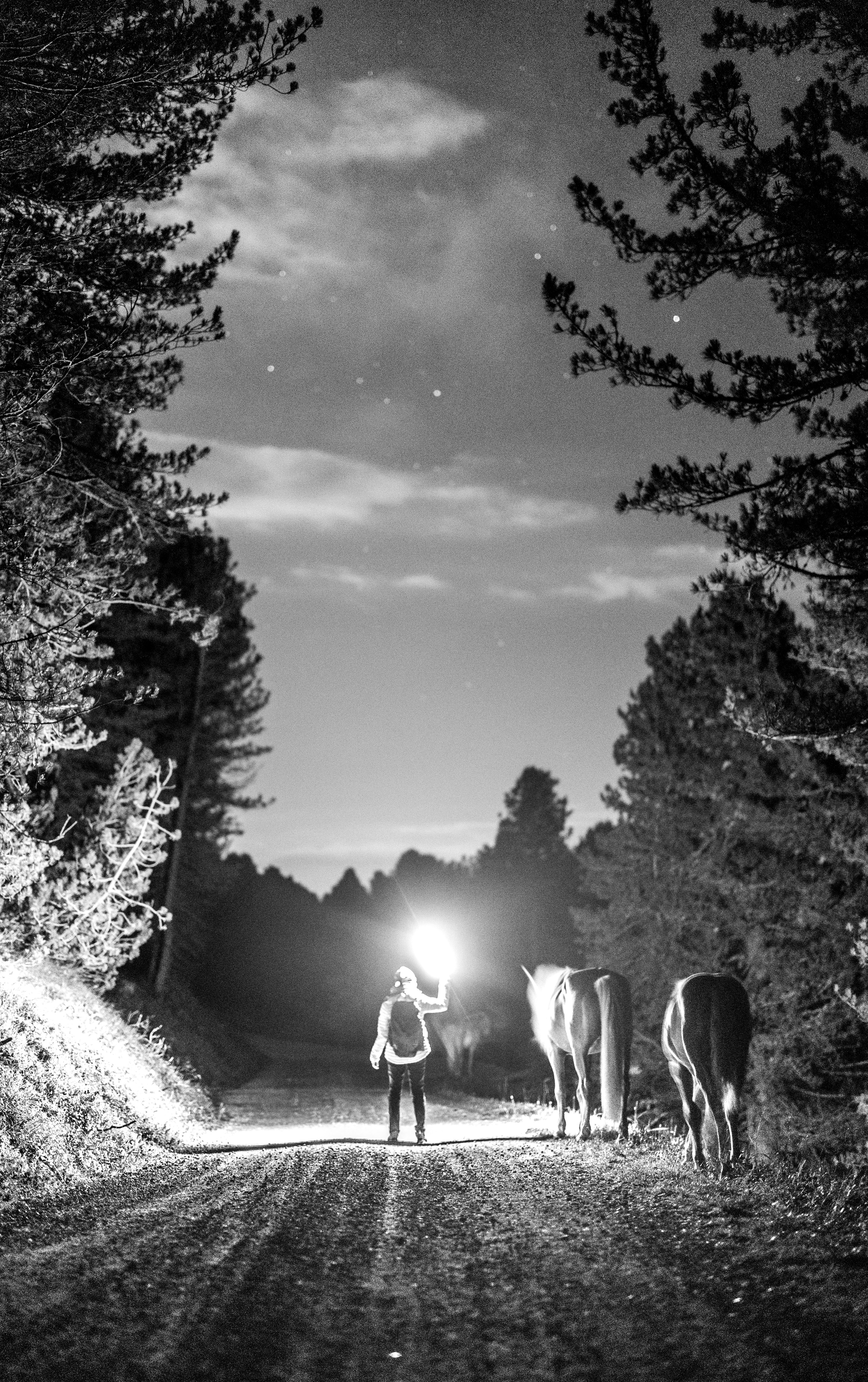 Person with flashlight and horses on a road at night