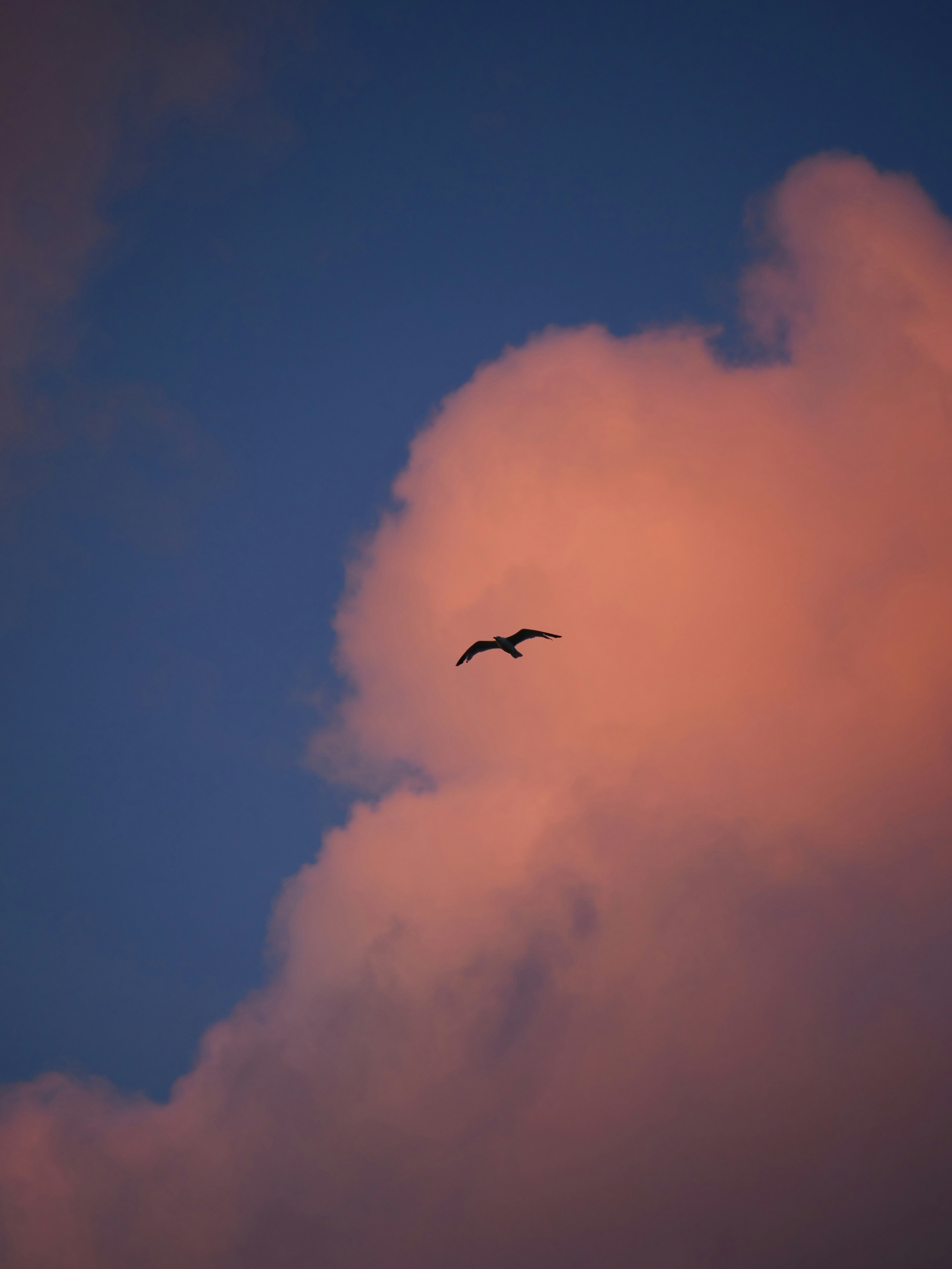 Photo by nimbus_vulpis