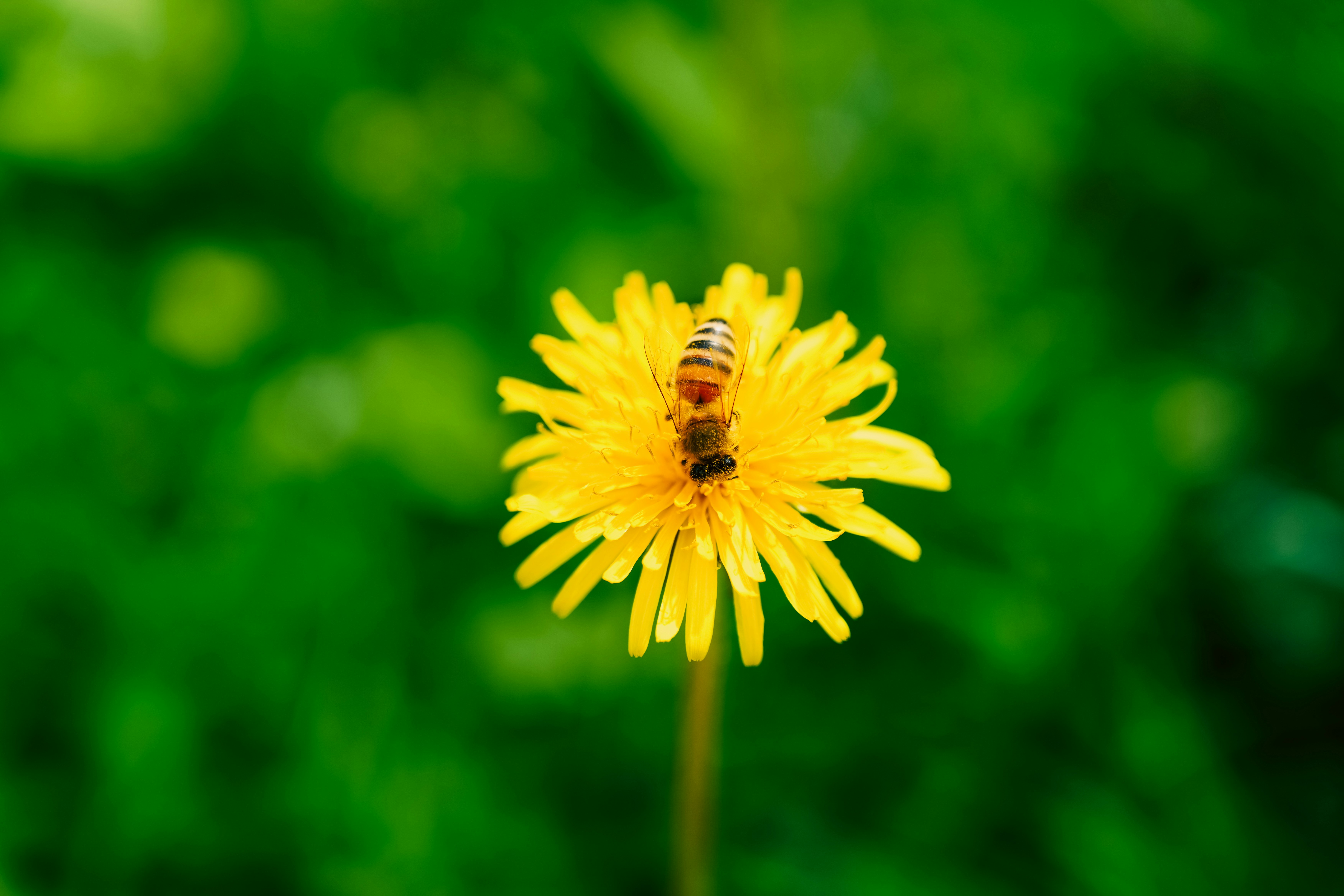 A bee on a yellow dandelion flower.